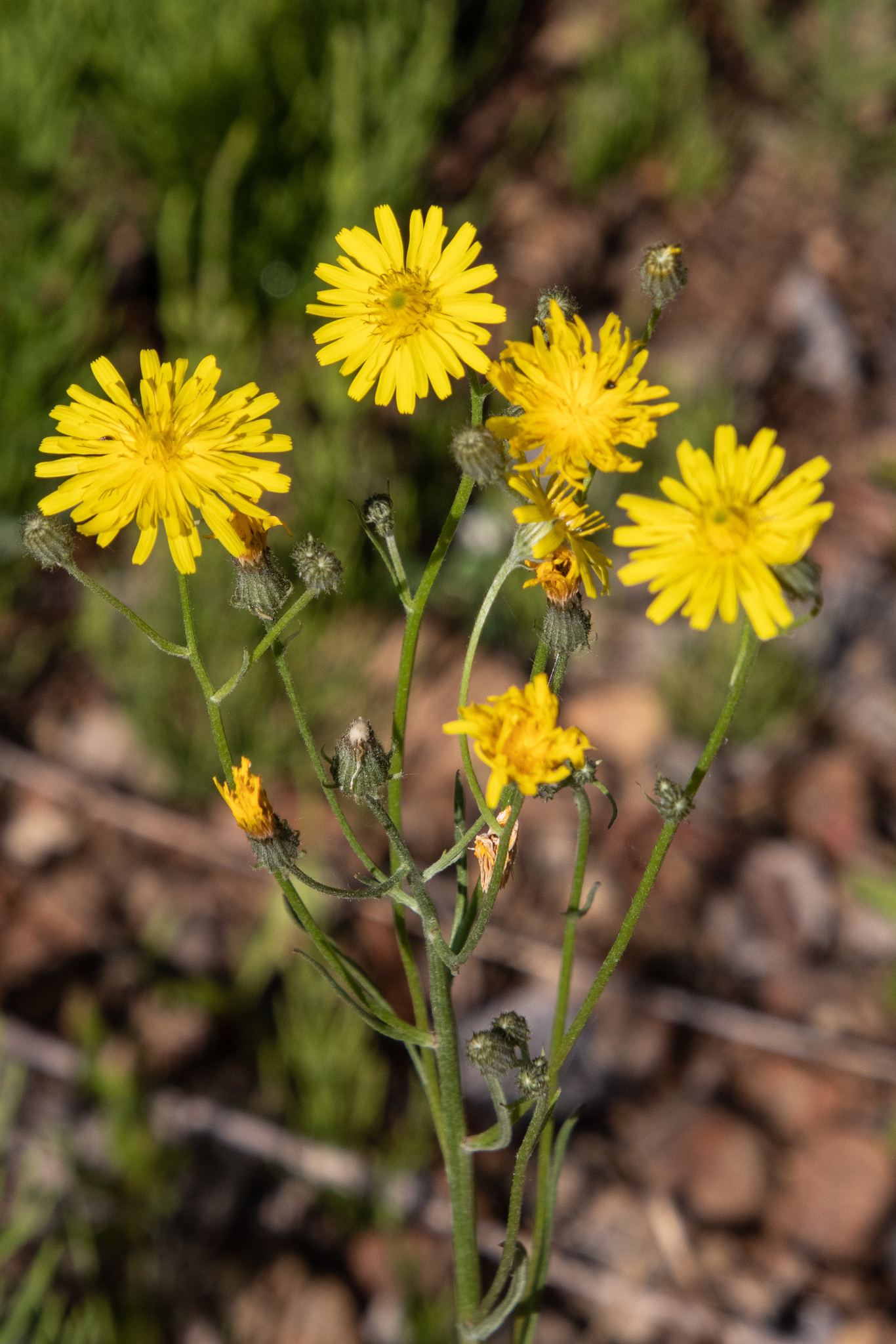 Crepis tectorum