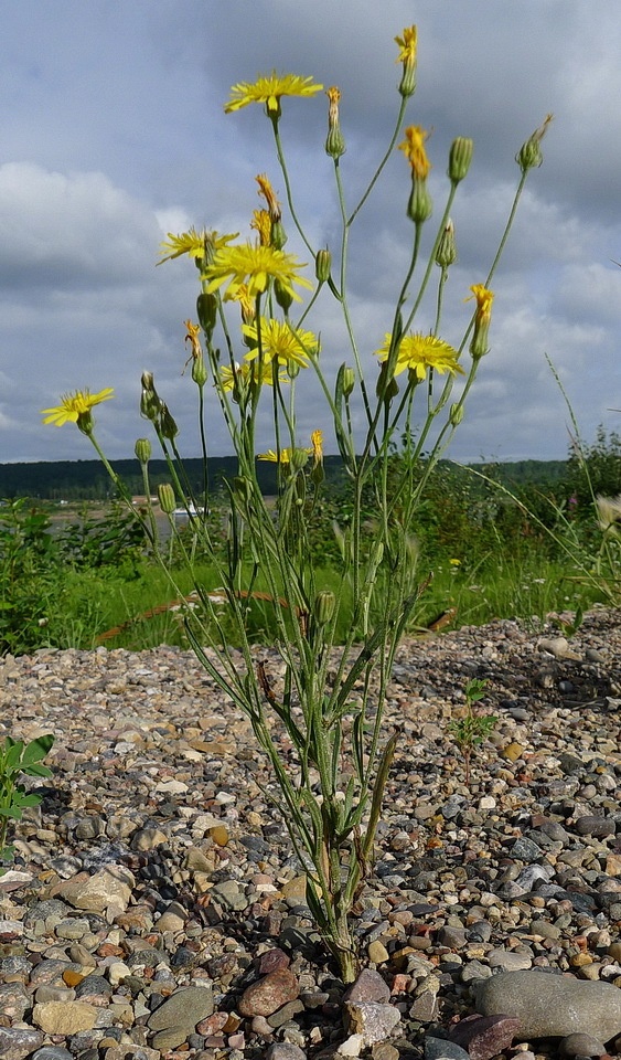 Crepis tectorum