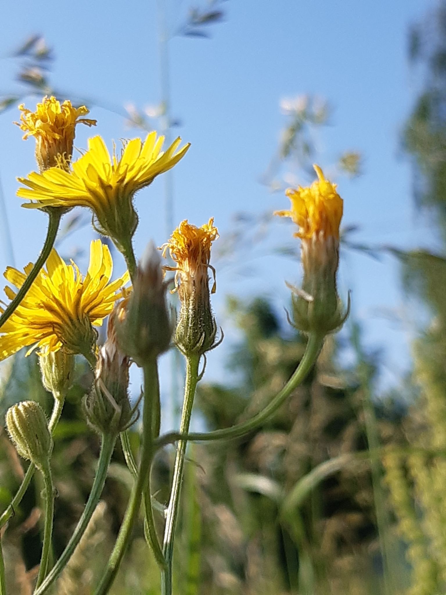 Crepis tectorum