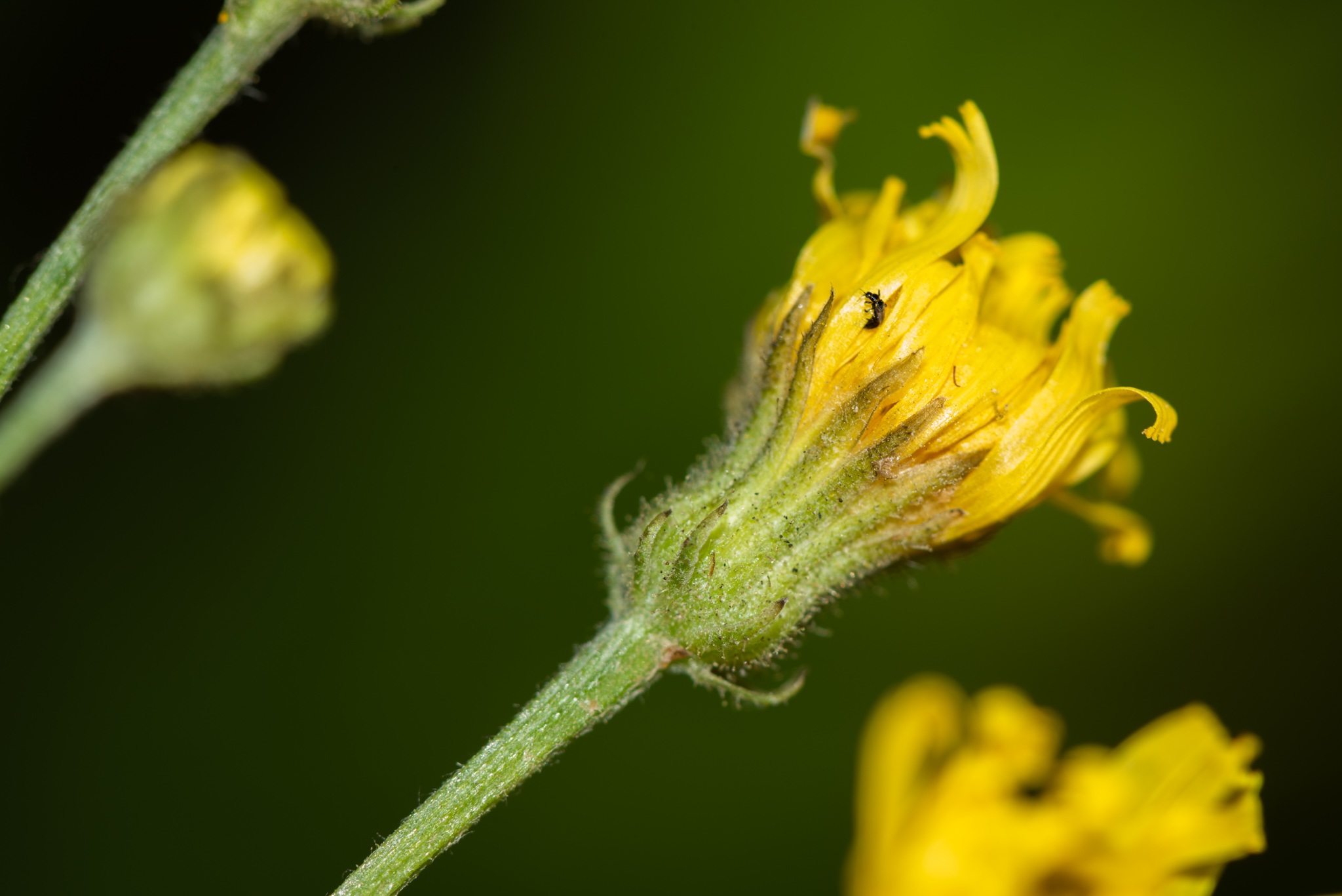 Crepis tectorum