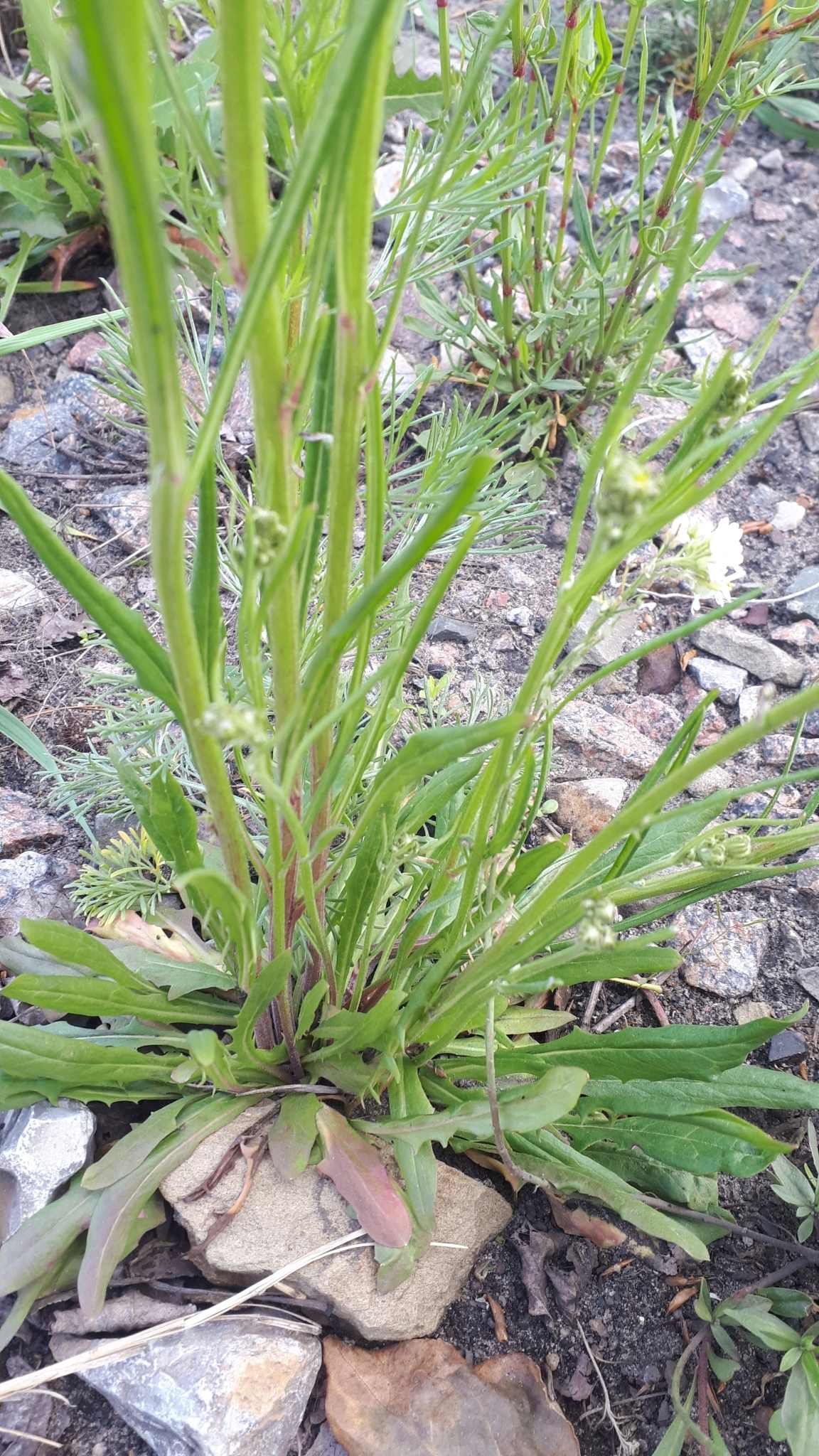 Crepis tectorum