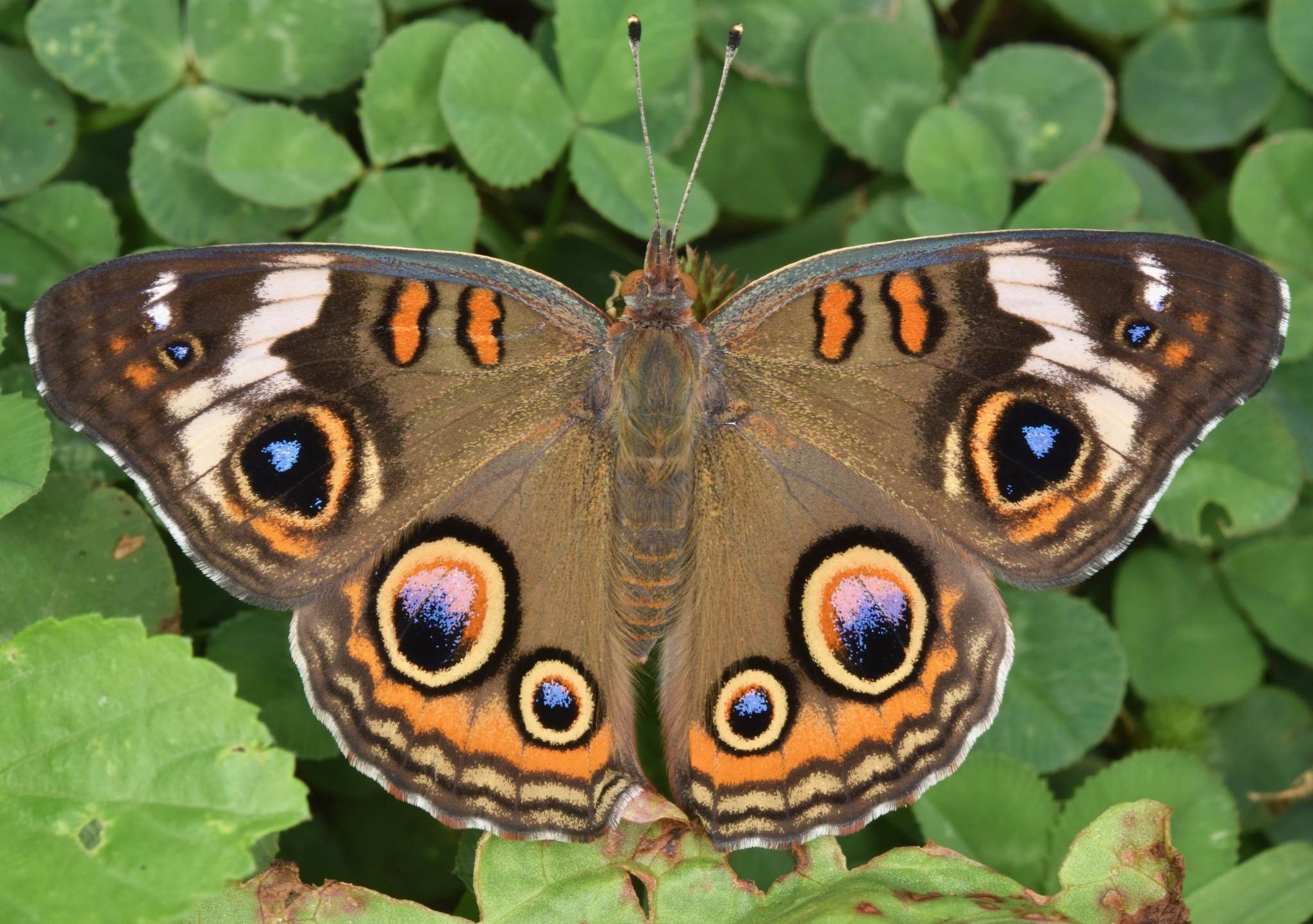 Junonia coenia