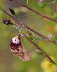 Junonia coenia