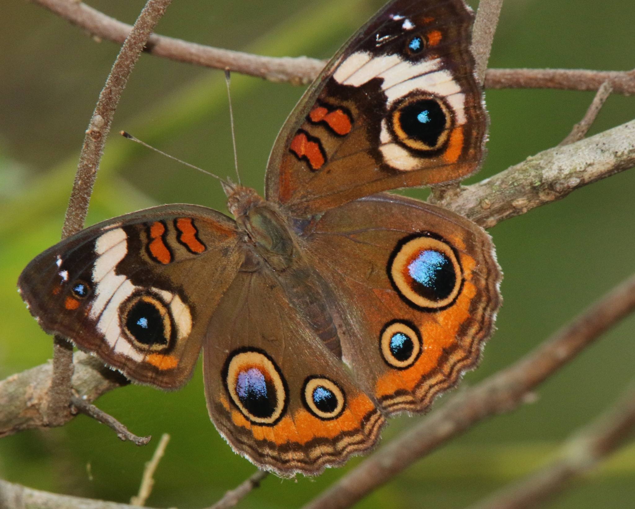 Junonia coenia