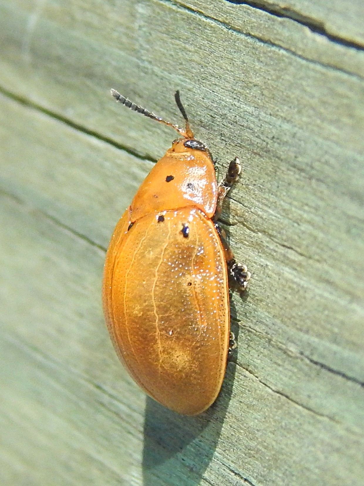 Chelymorpha