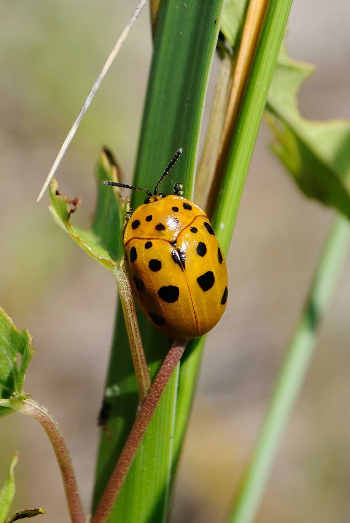 Chelymorpha