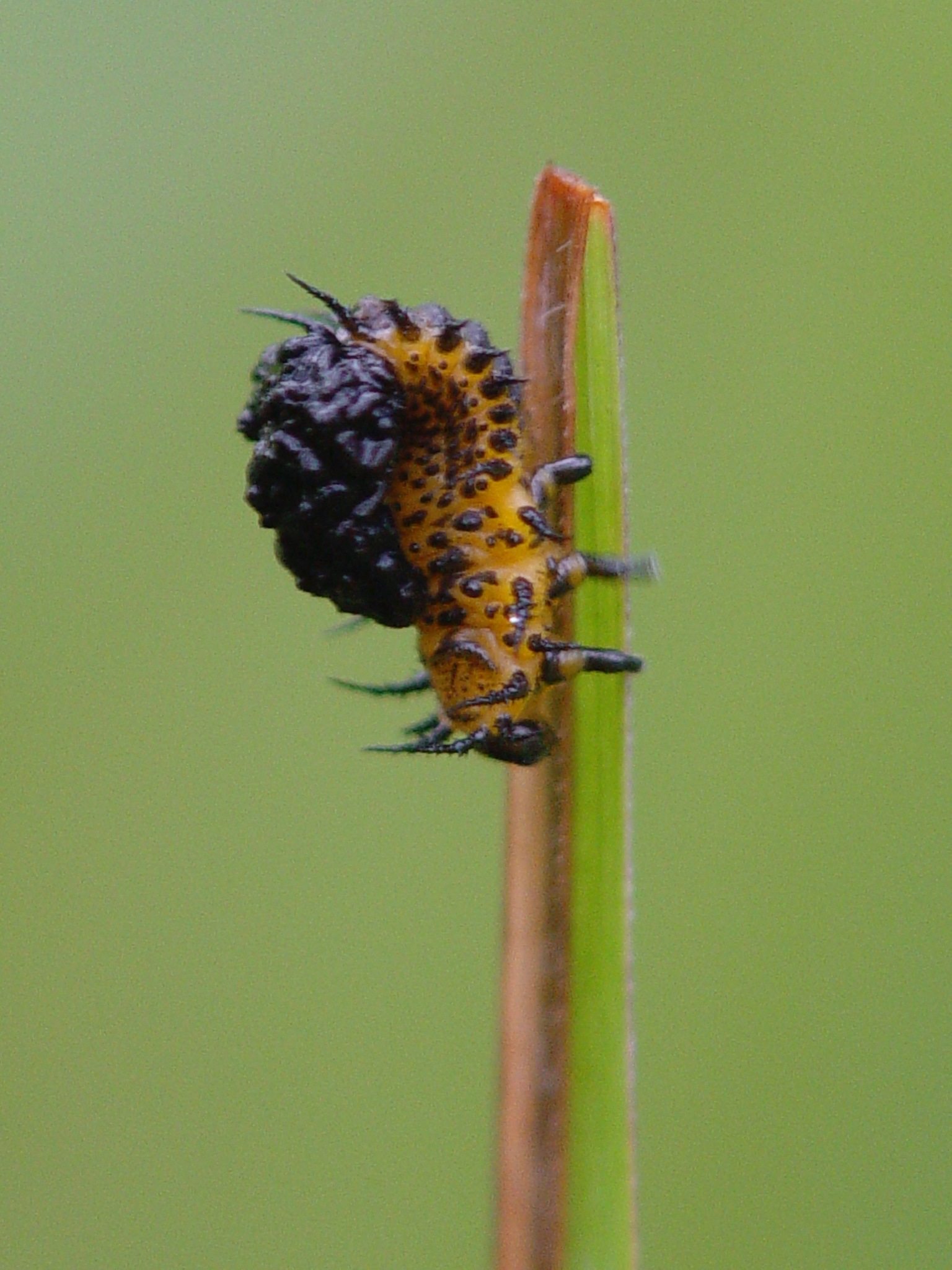 Chelymorpha