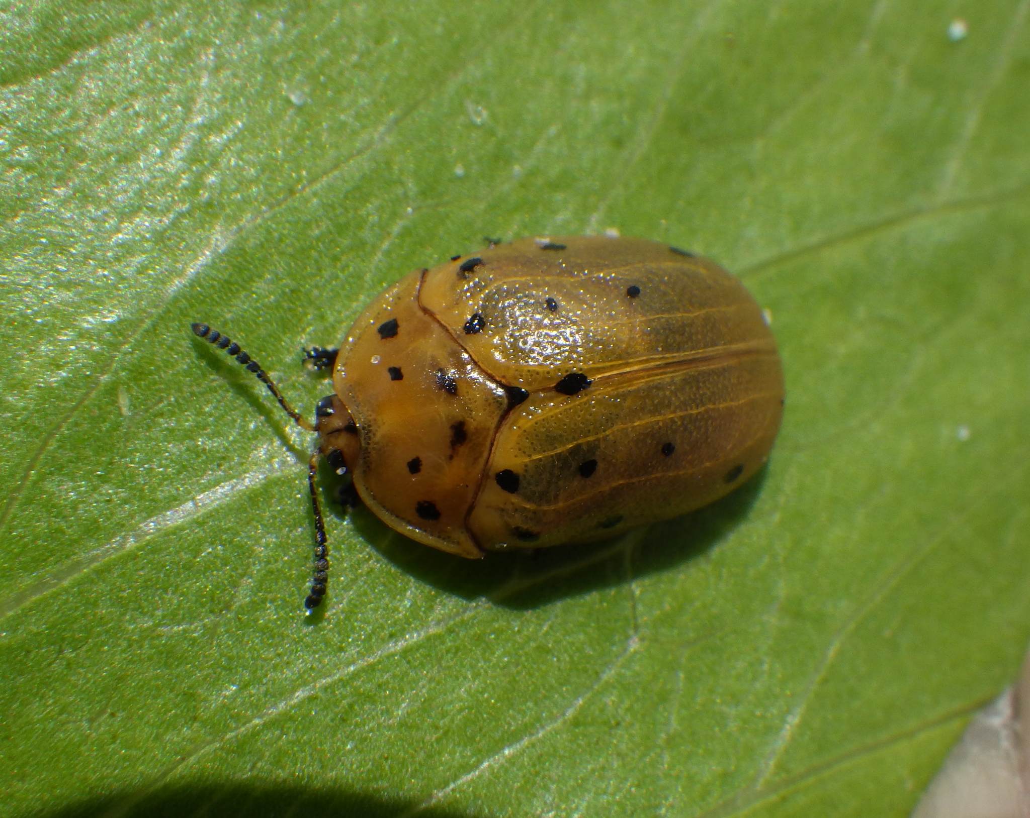 Chelymorpha