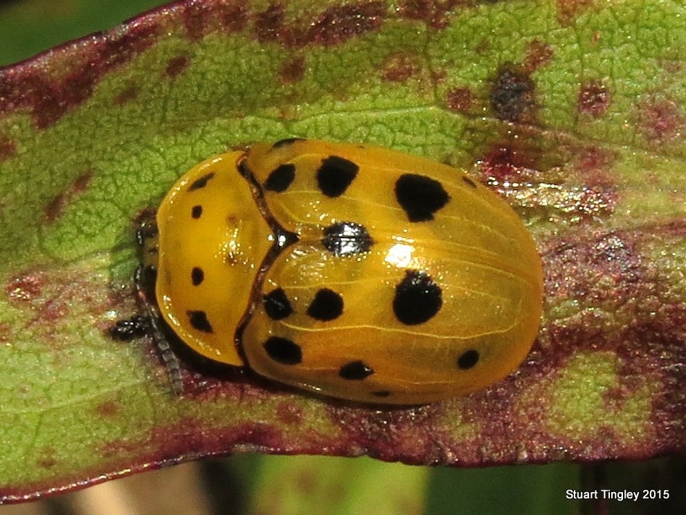 Chelymorpha