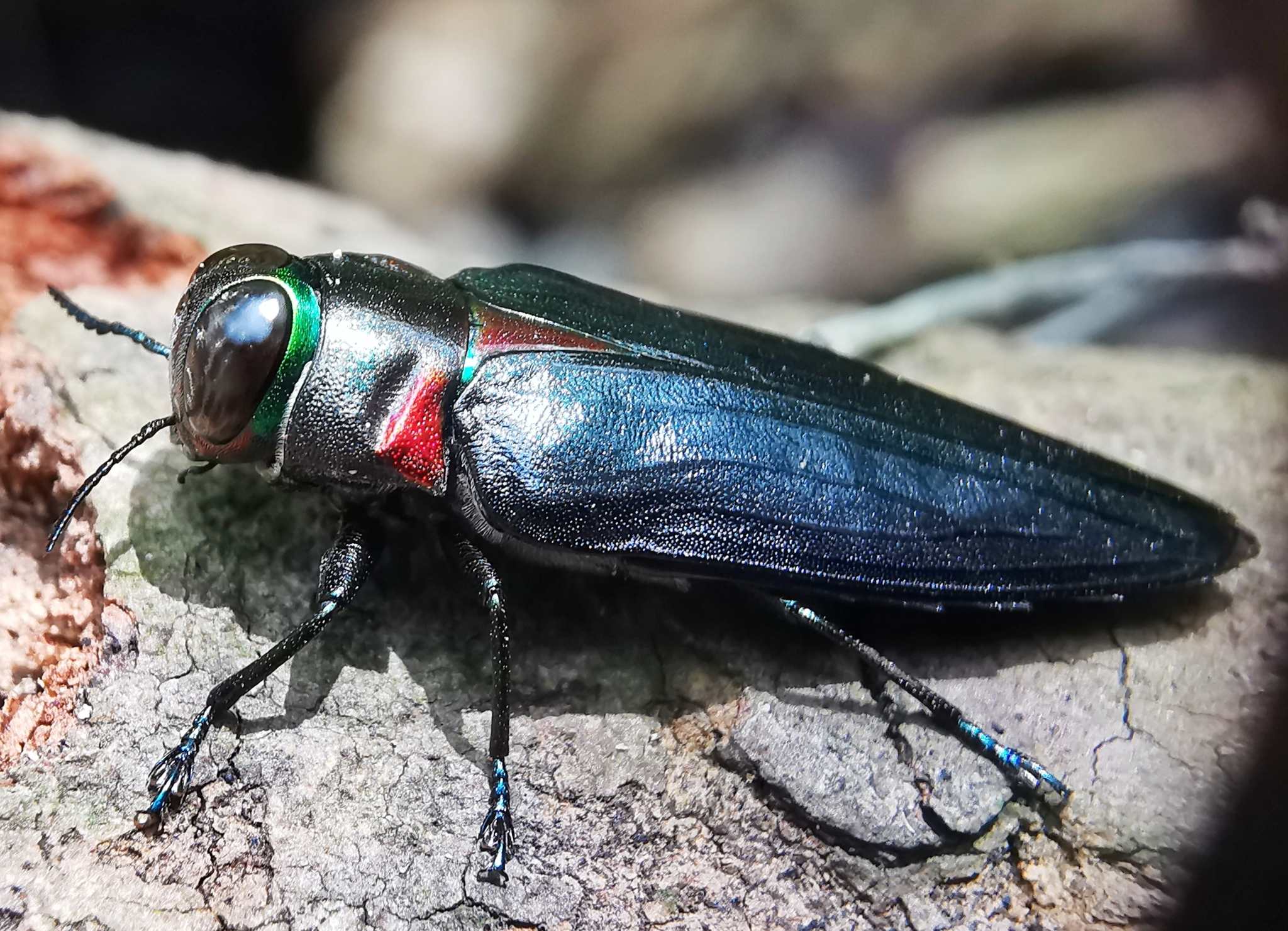 Belionota prasina