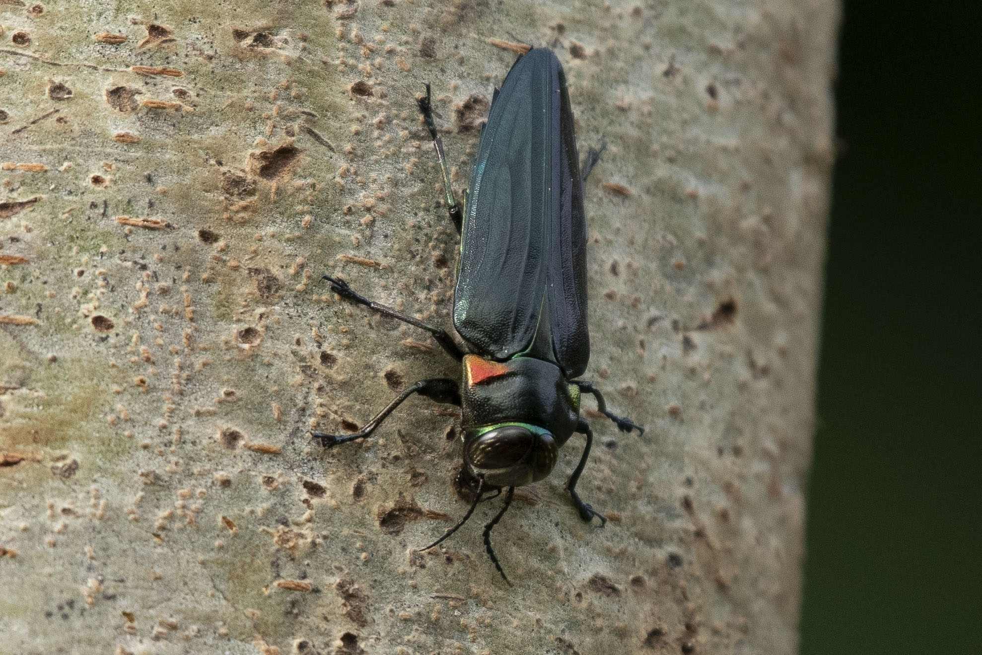 Belionota prasina