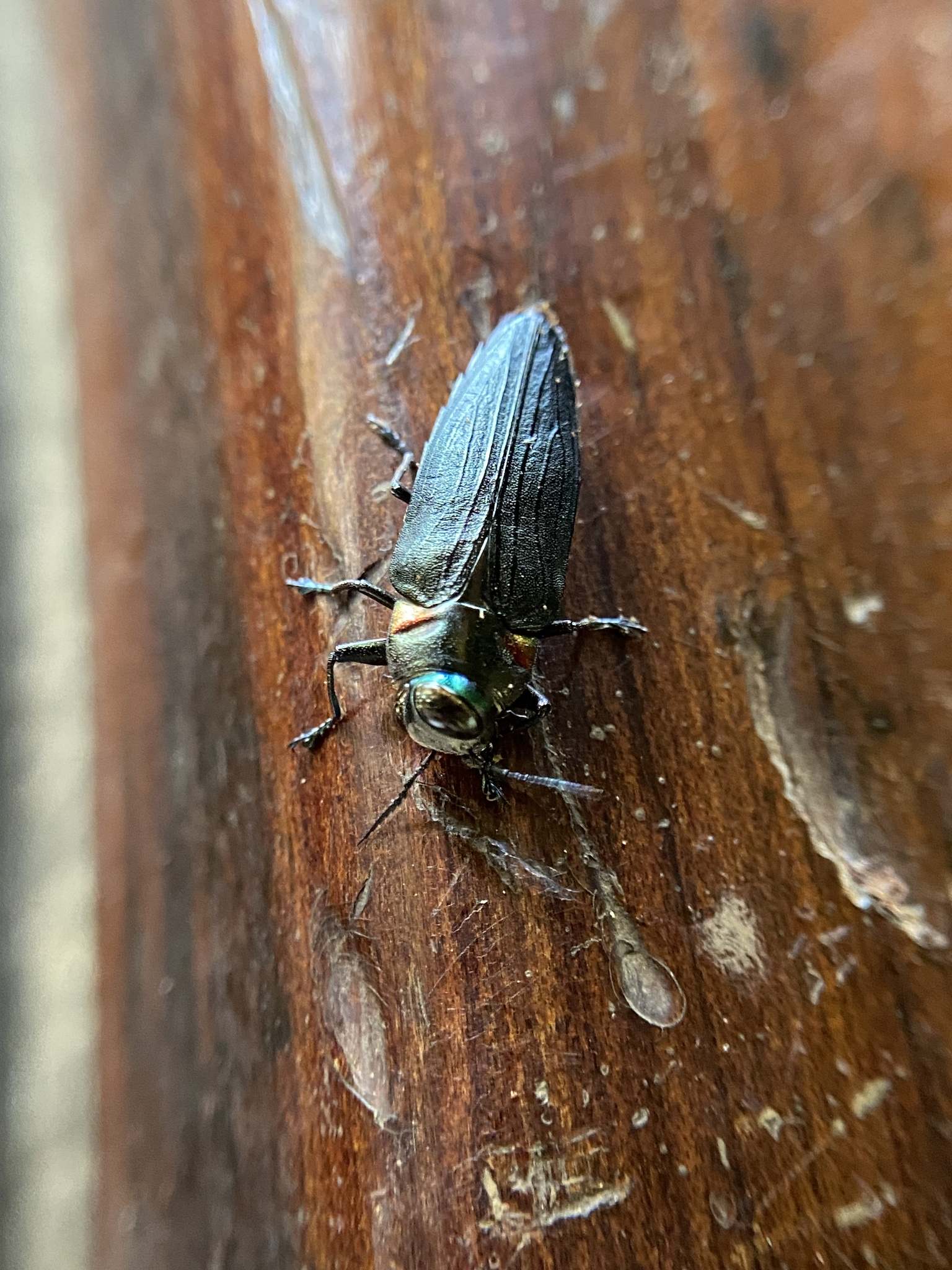 Belionota prasina