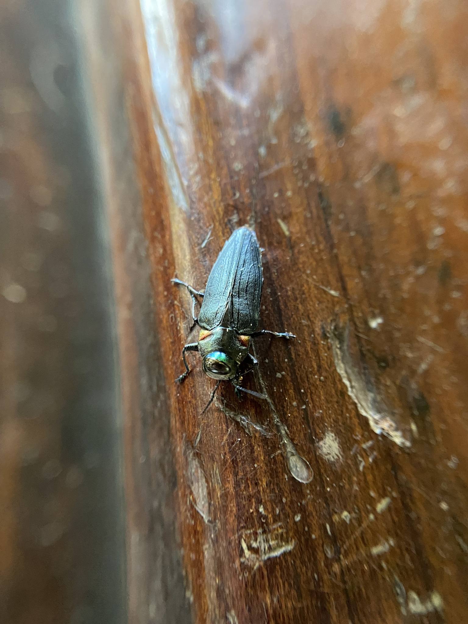 Belionota prasina
