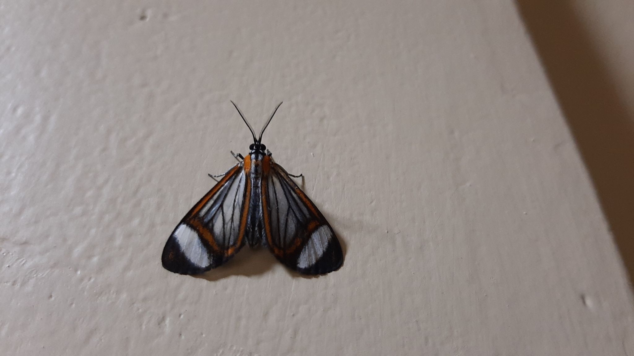 Hyalurga sora