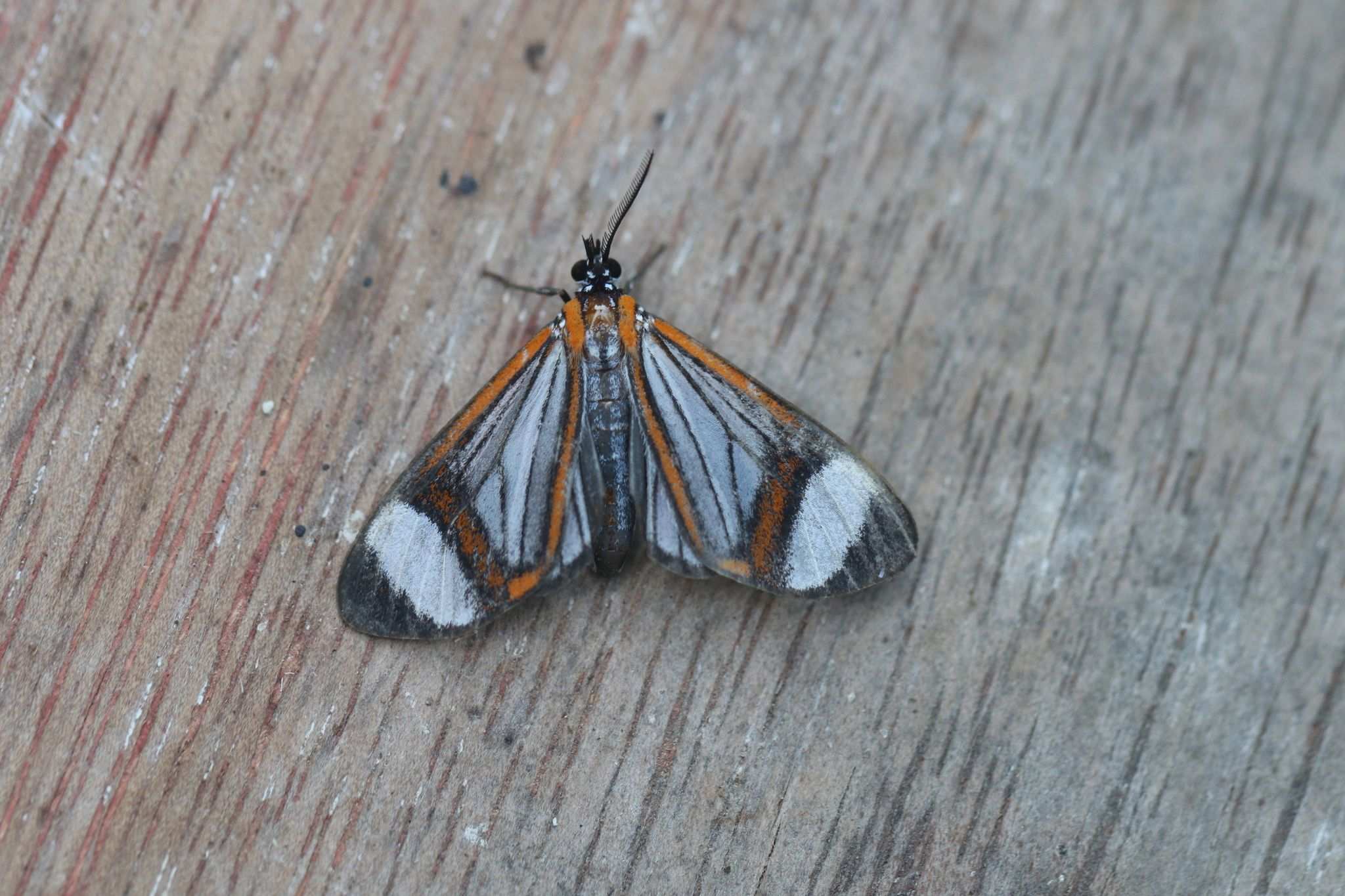 Hyalurga sora