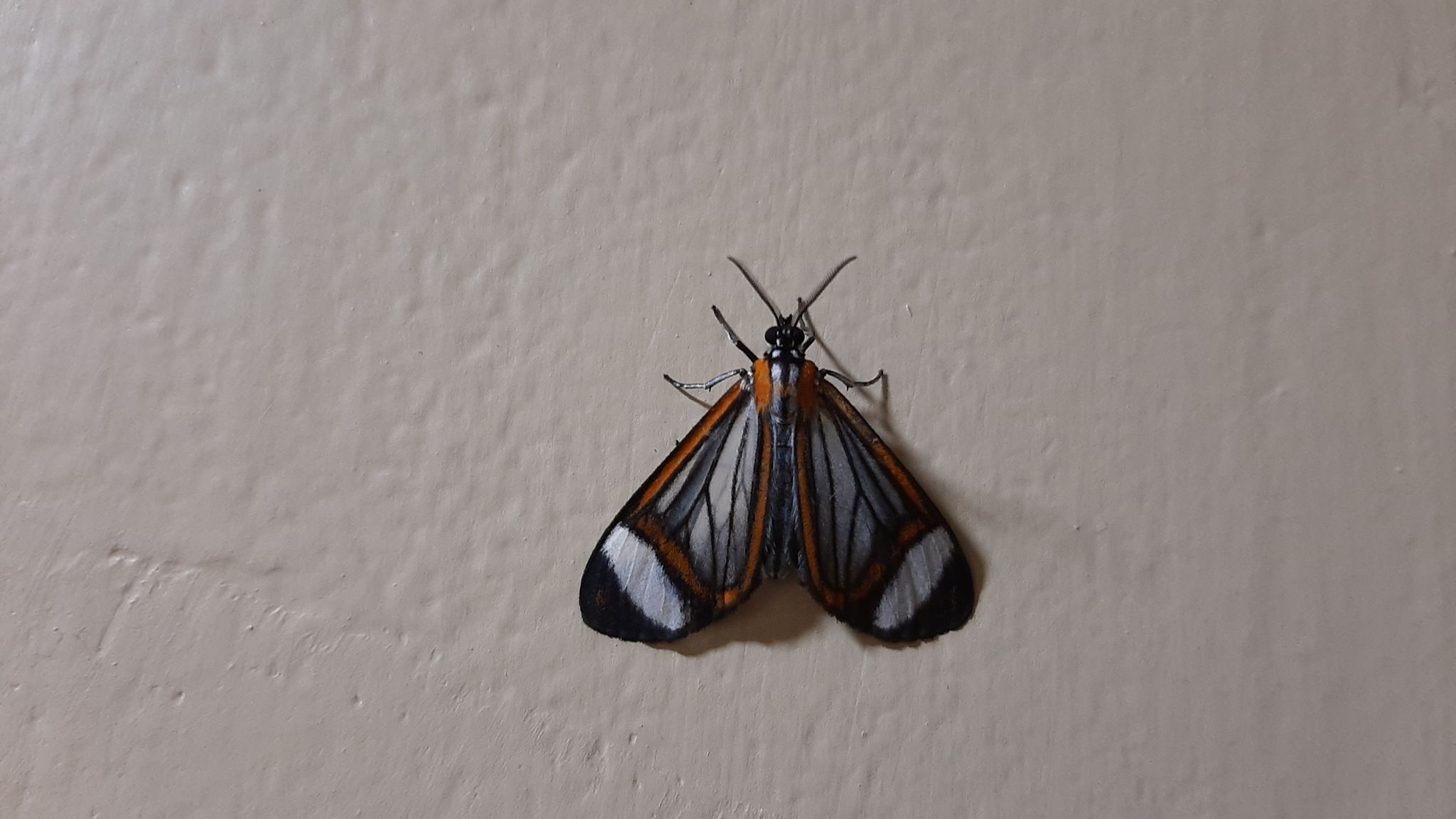 Hyalurga sora