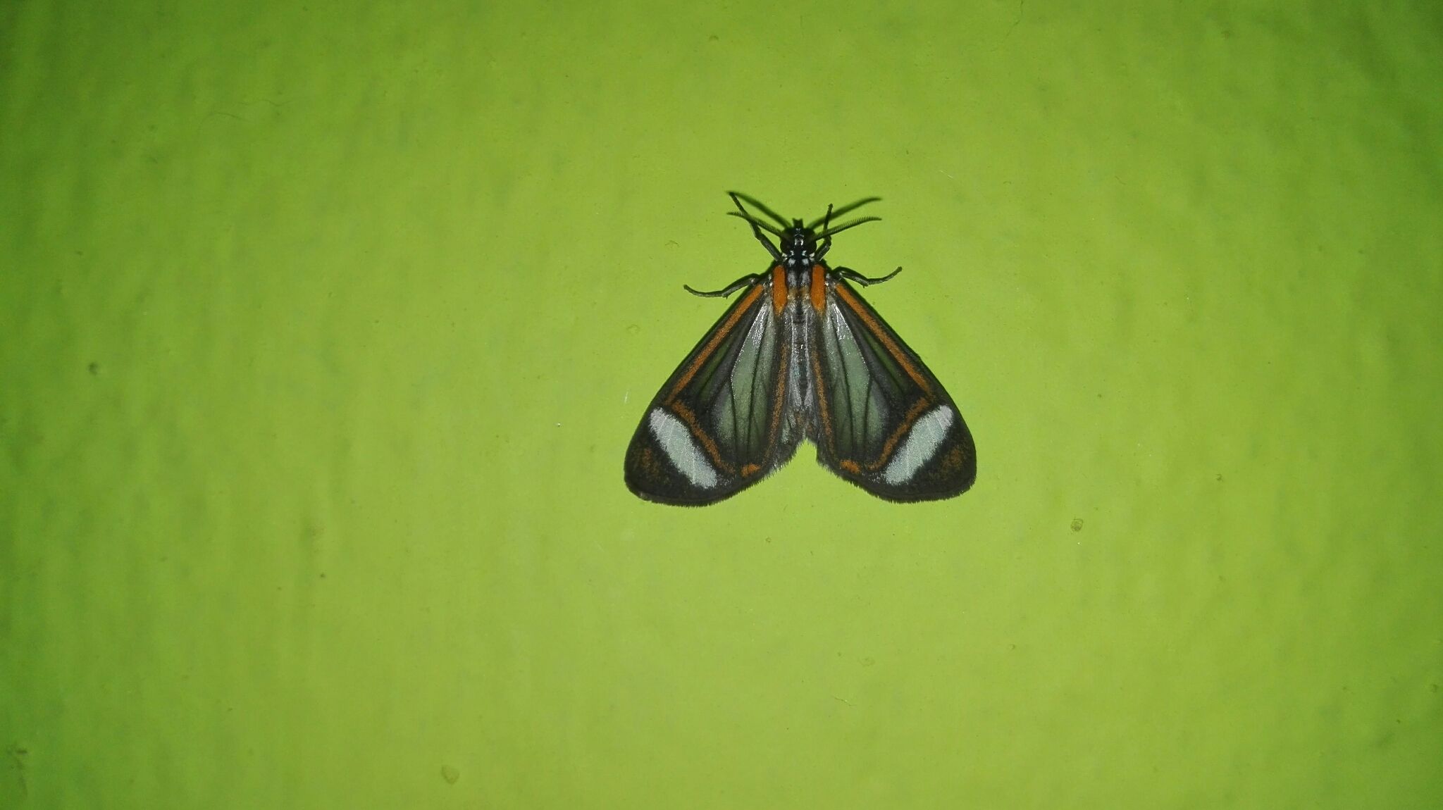 Hyalurga sora