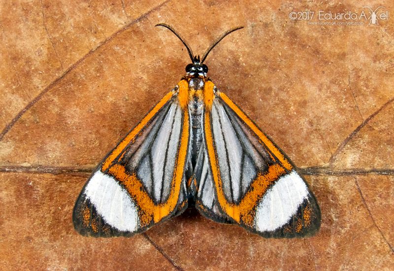 Hyalurga sora