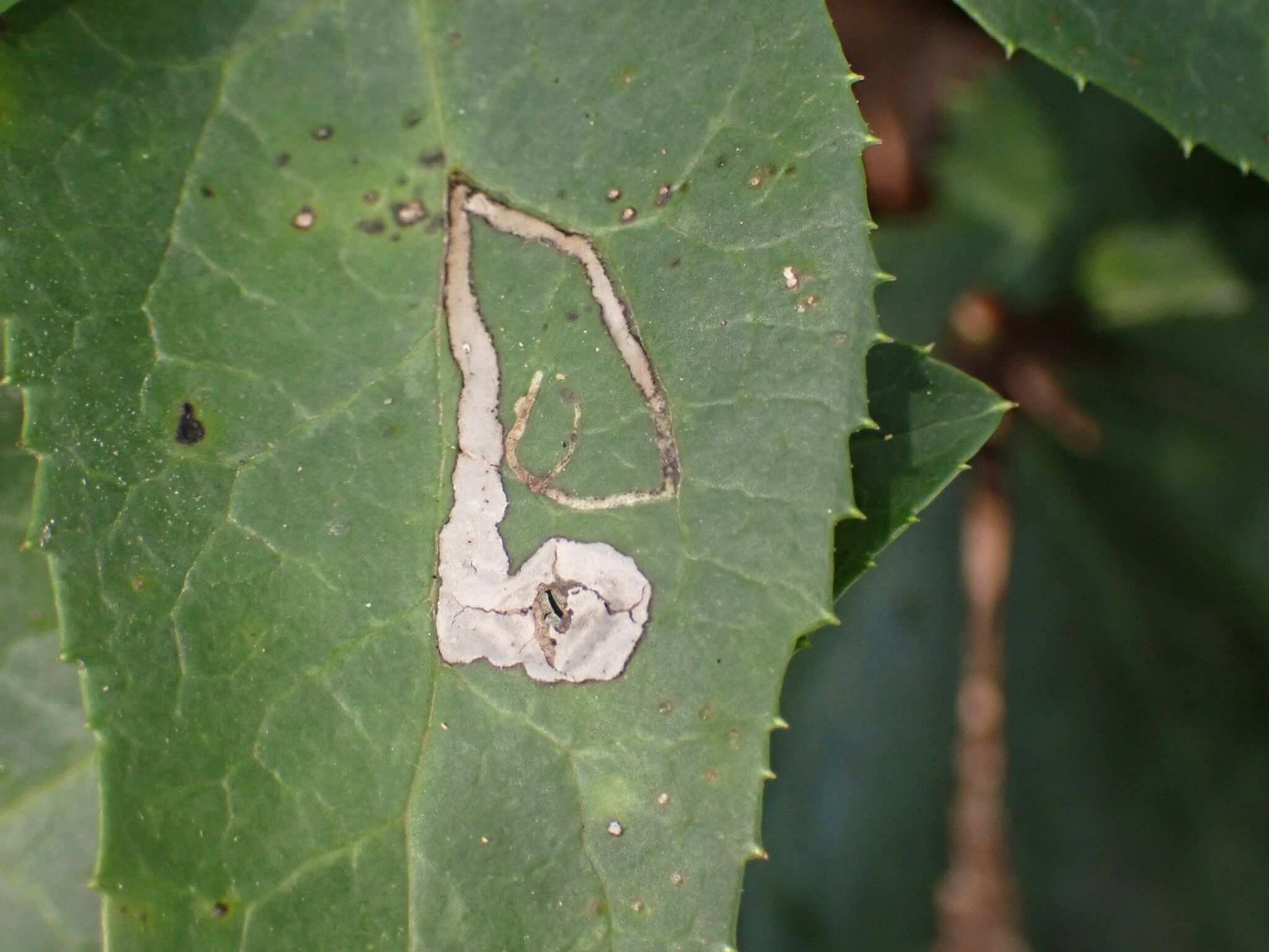 Phytomyza hellebori