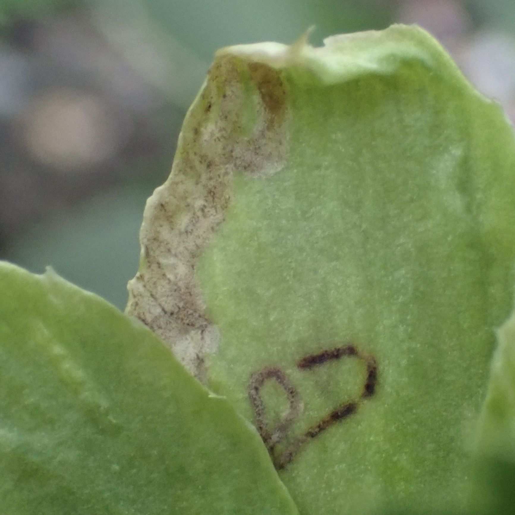 Phytomyza hellebori