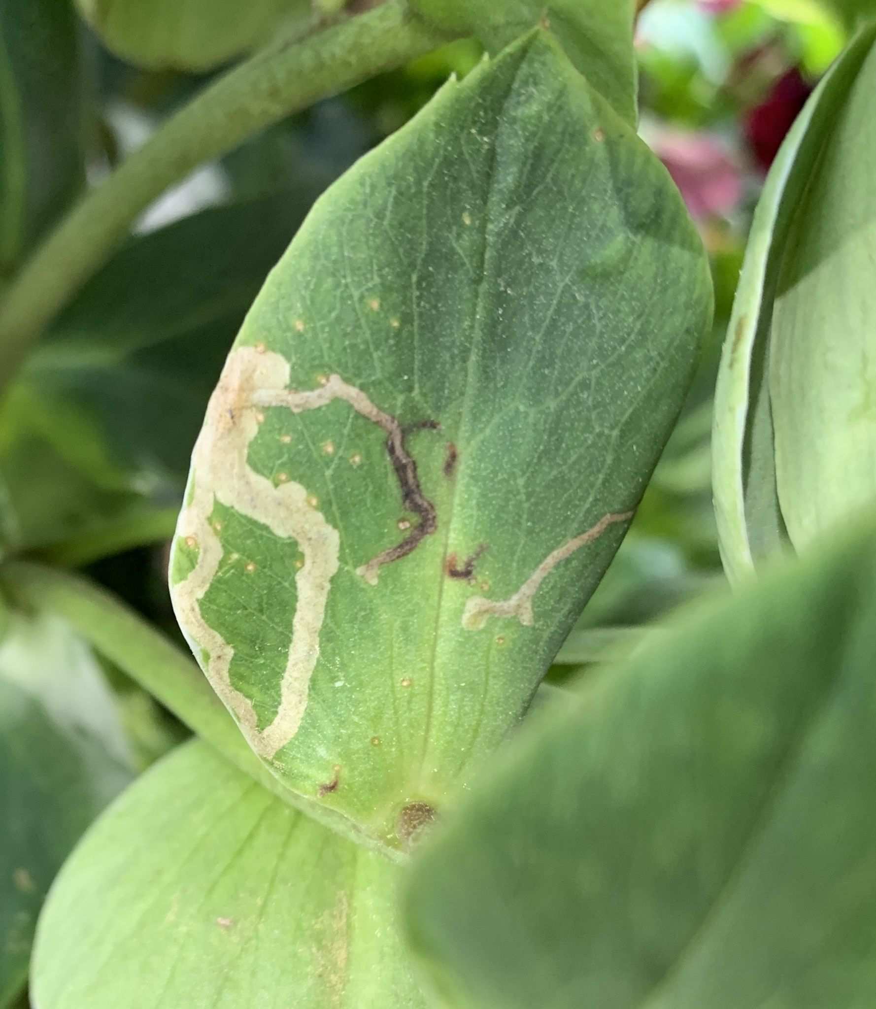 Phytomyza hellebori