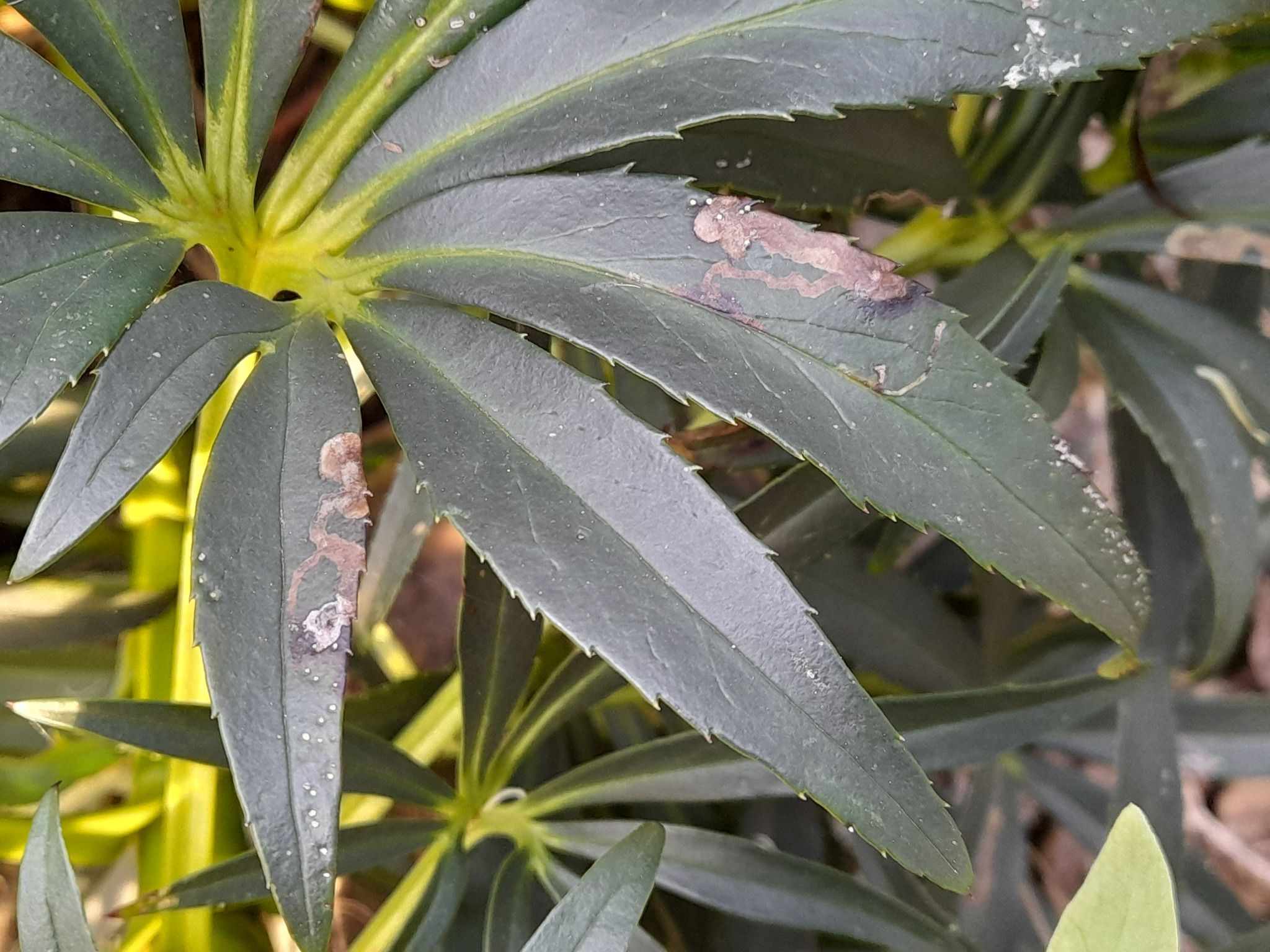 Phytomyza hellebori