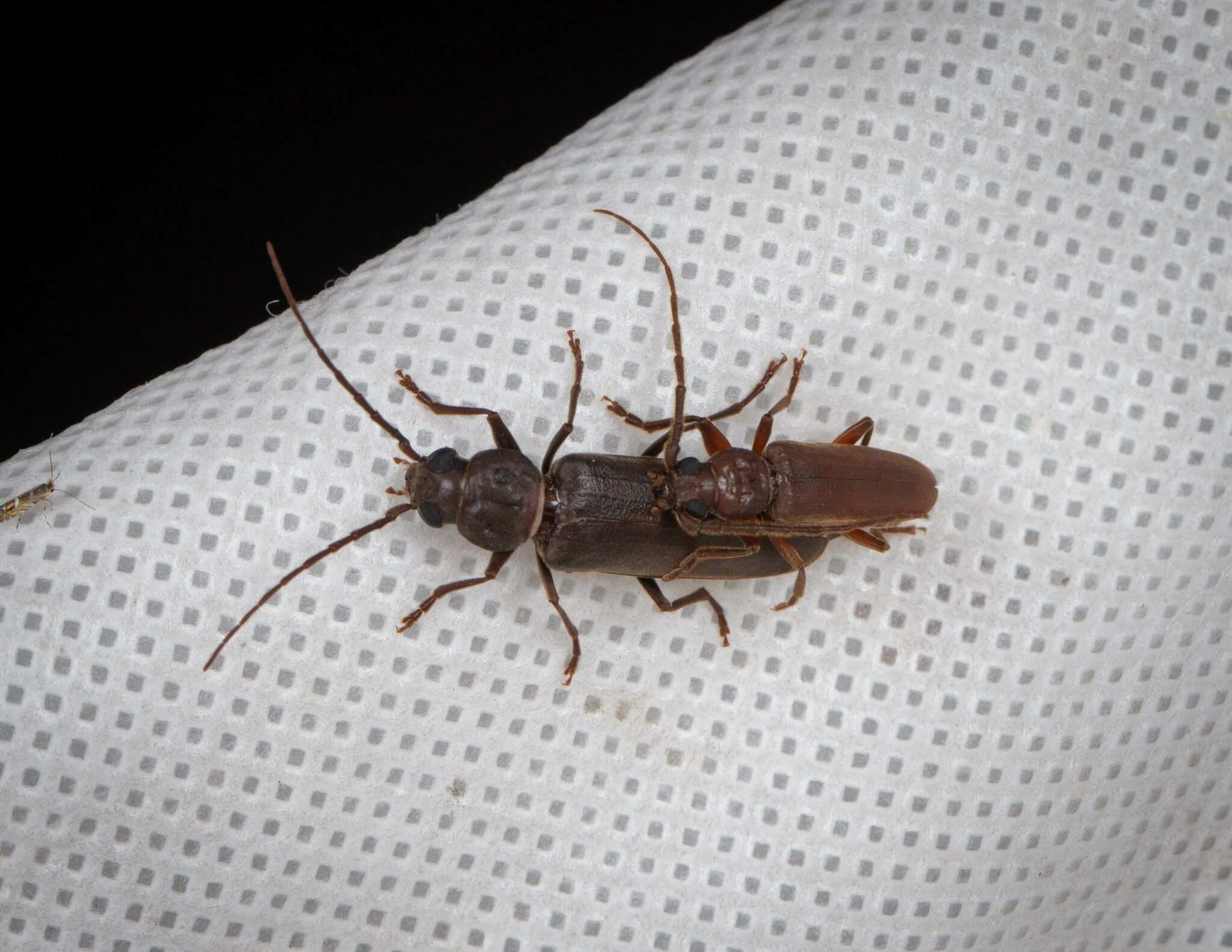 Arhopalus syriacus