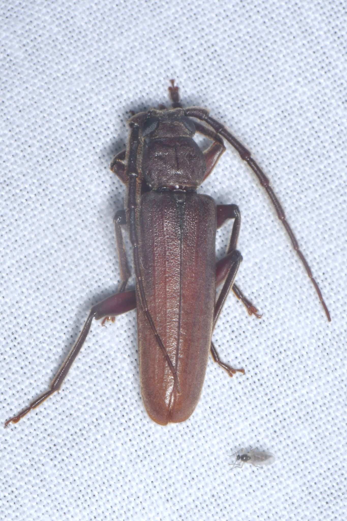 Arhopalus syriacus