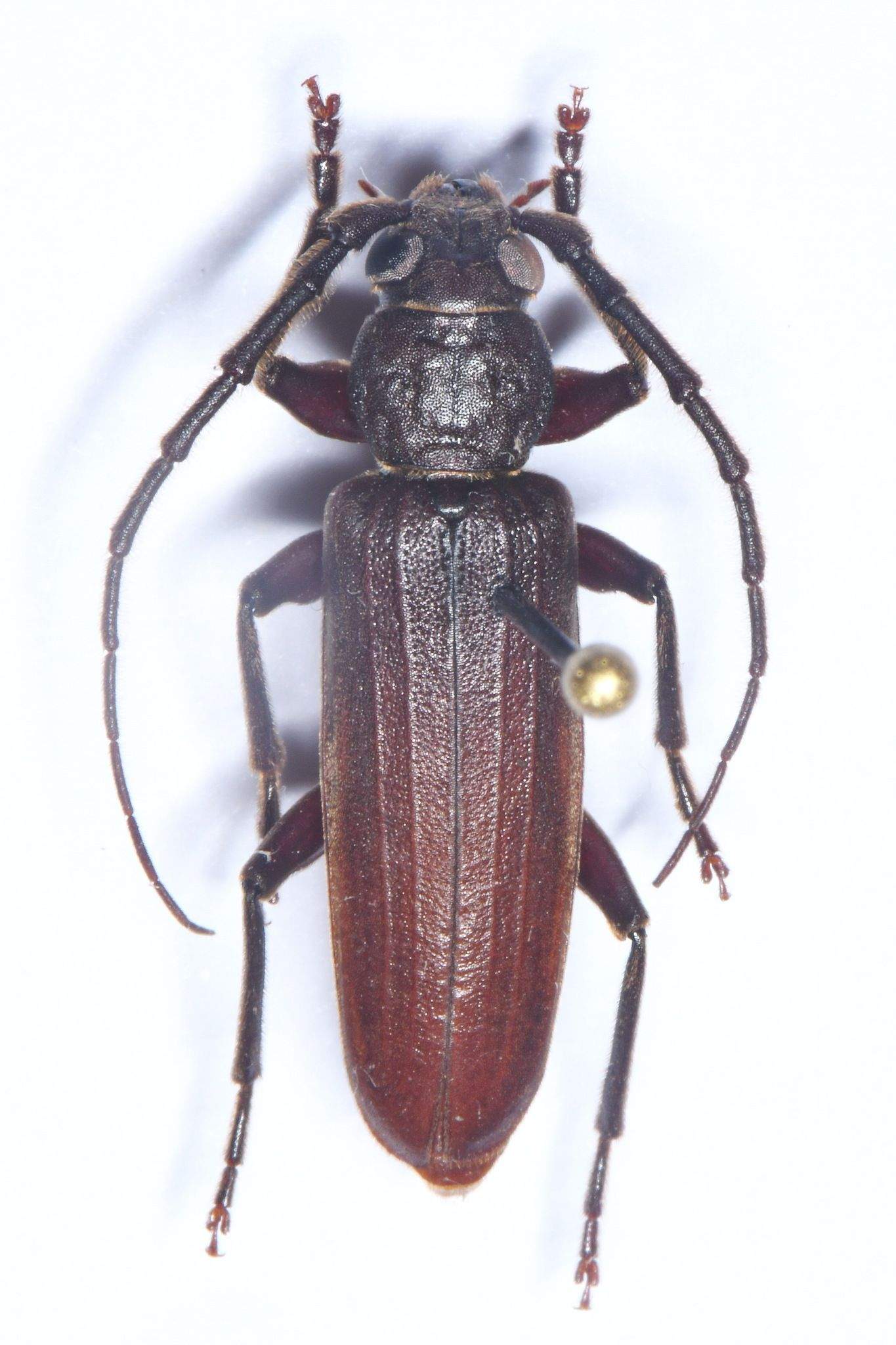 Arhopalus syriacus