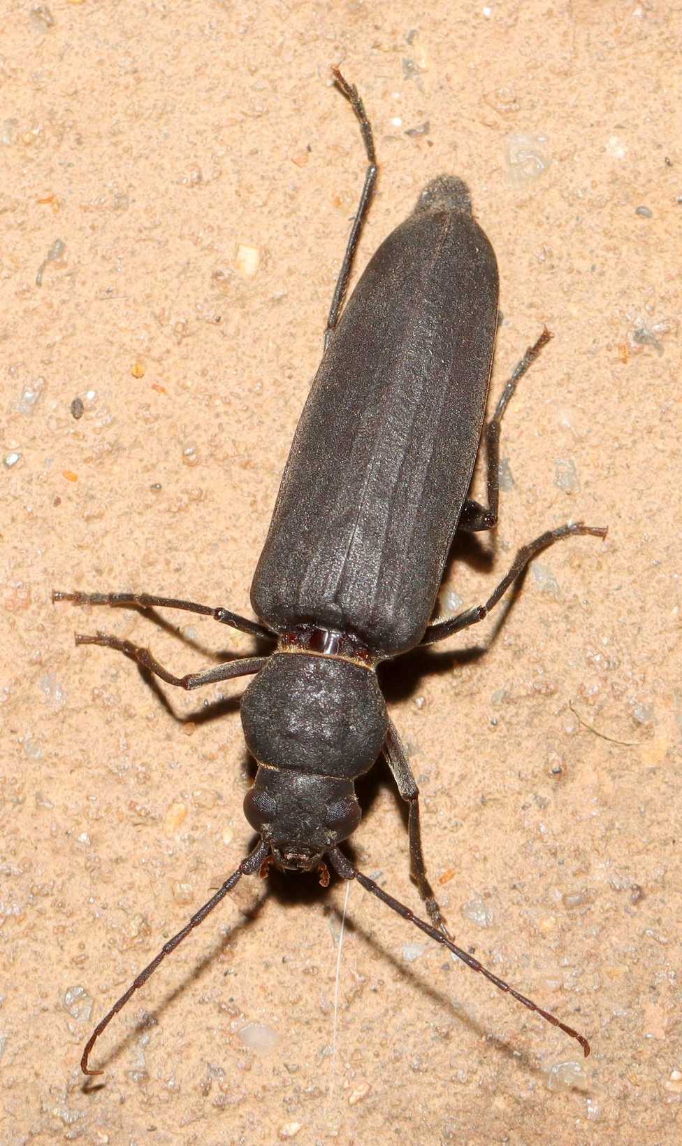 Arhopalus syriacus
