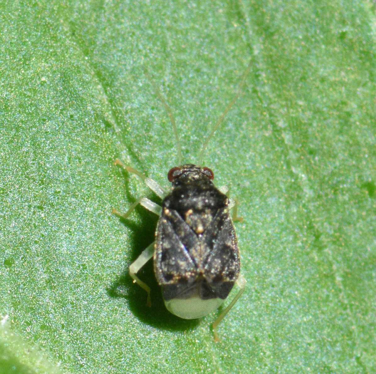 Cyrtocapsus