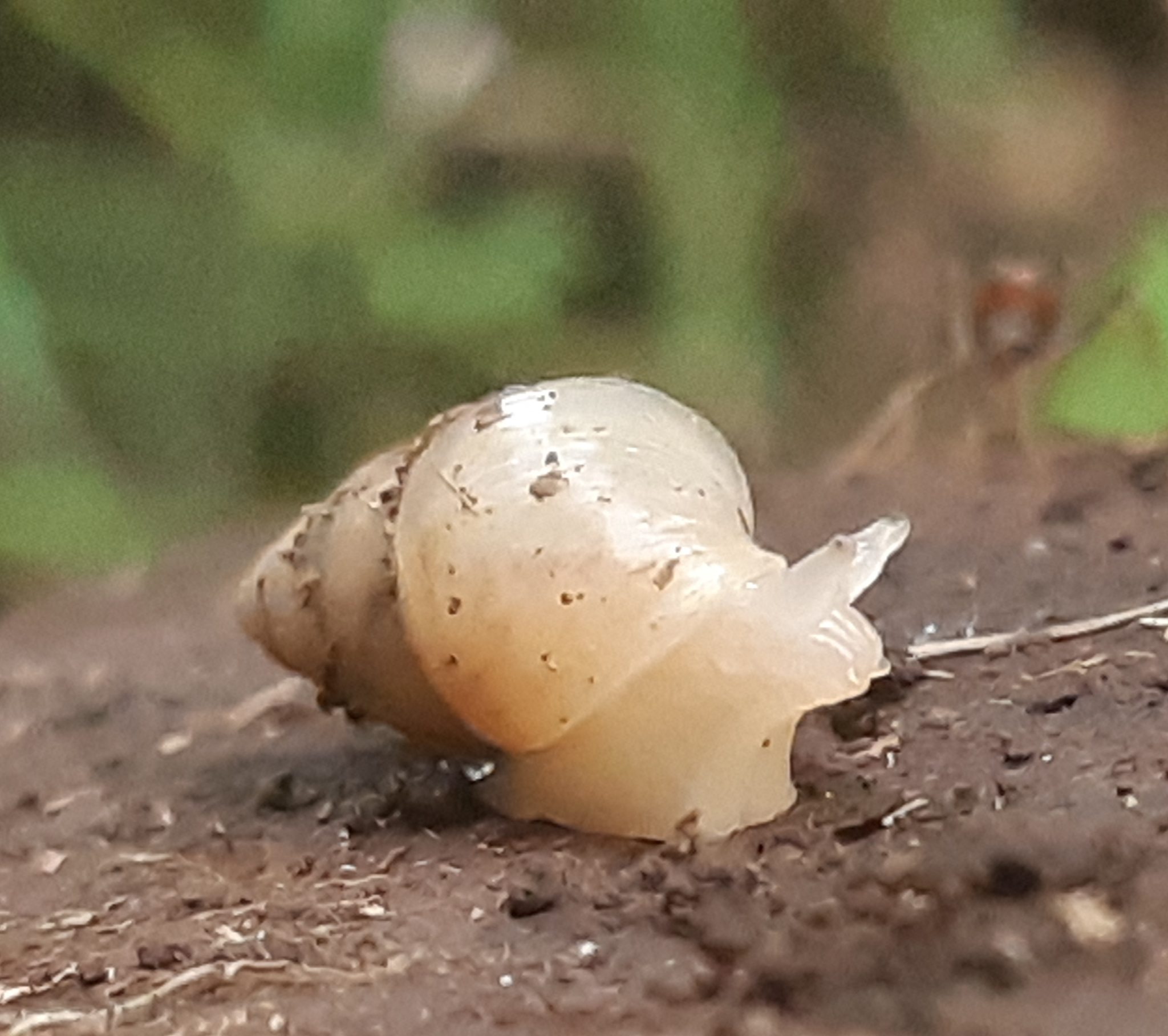 Leptinaria lamellata