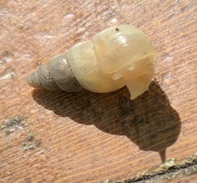 Leptinaria lamellata