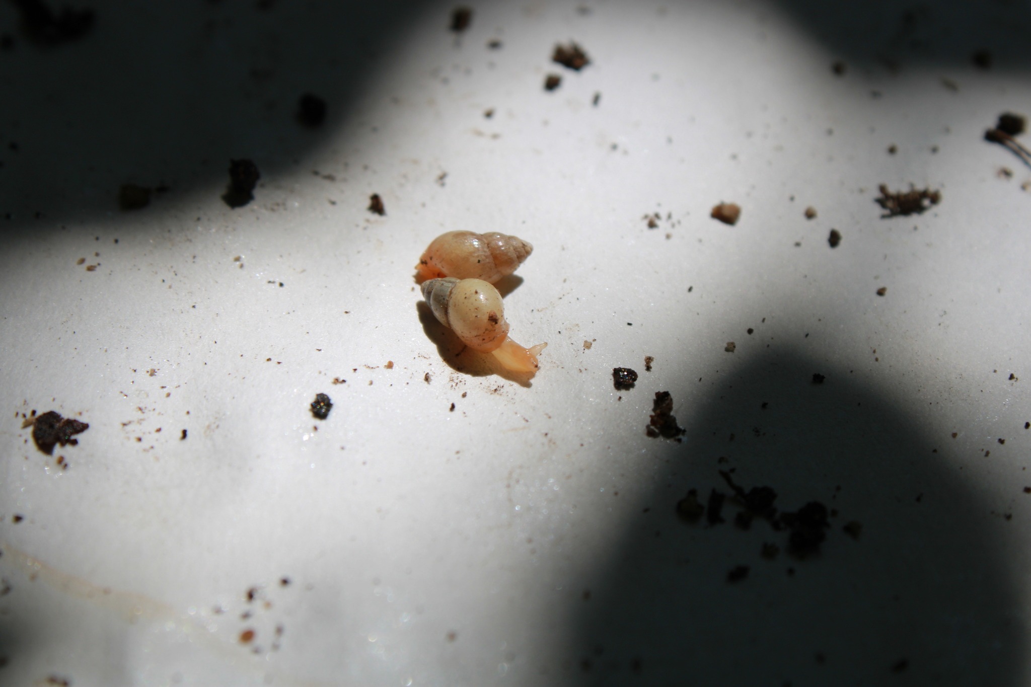 Leptinaria lamellata