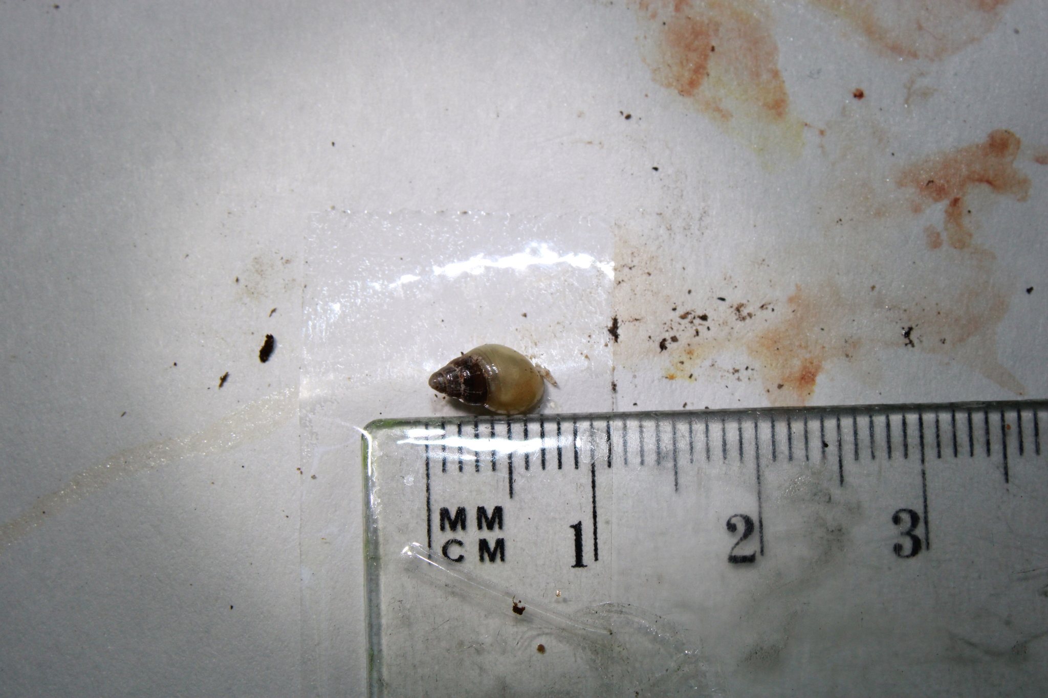 Leptinaria lamellata