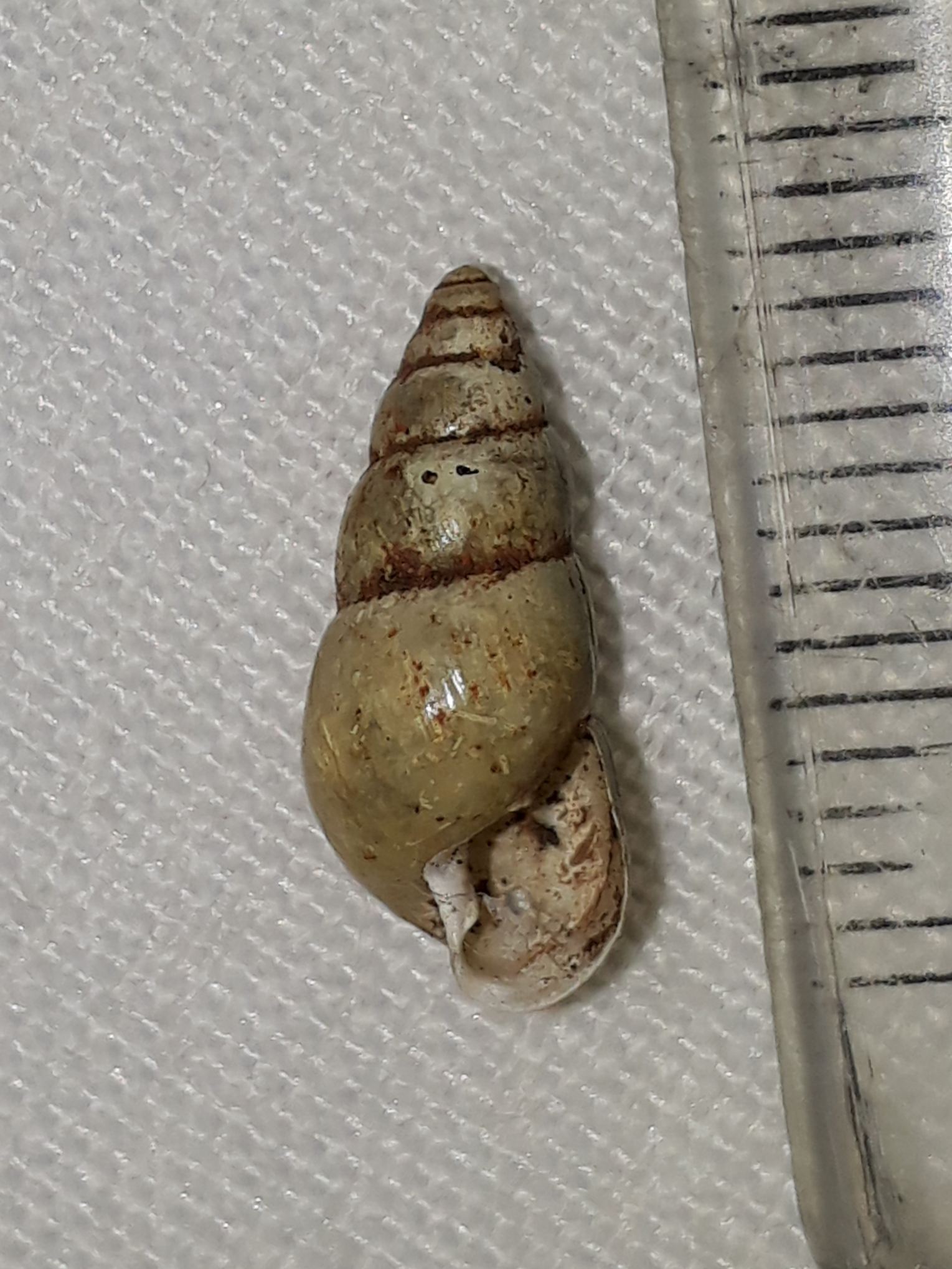 Leptinaria lamellata