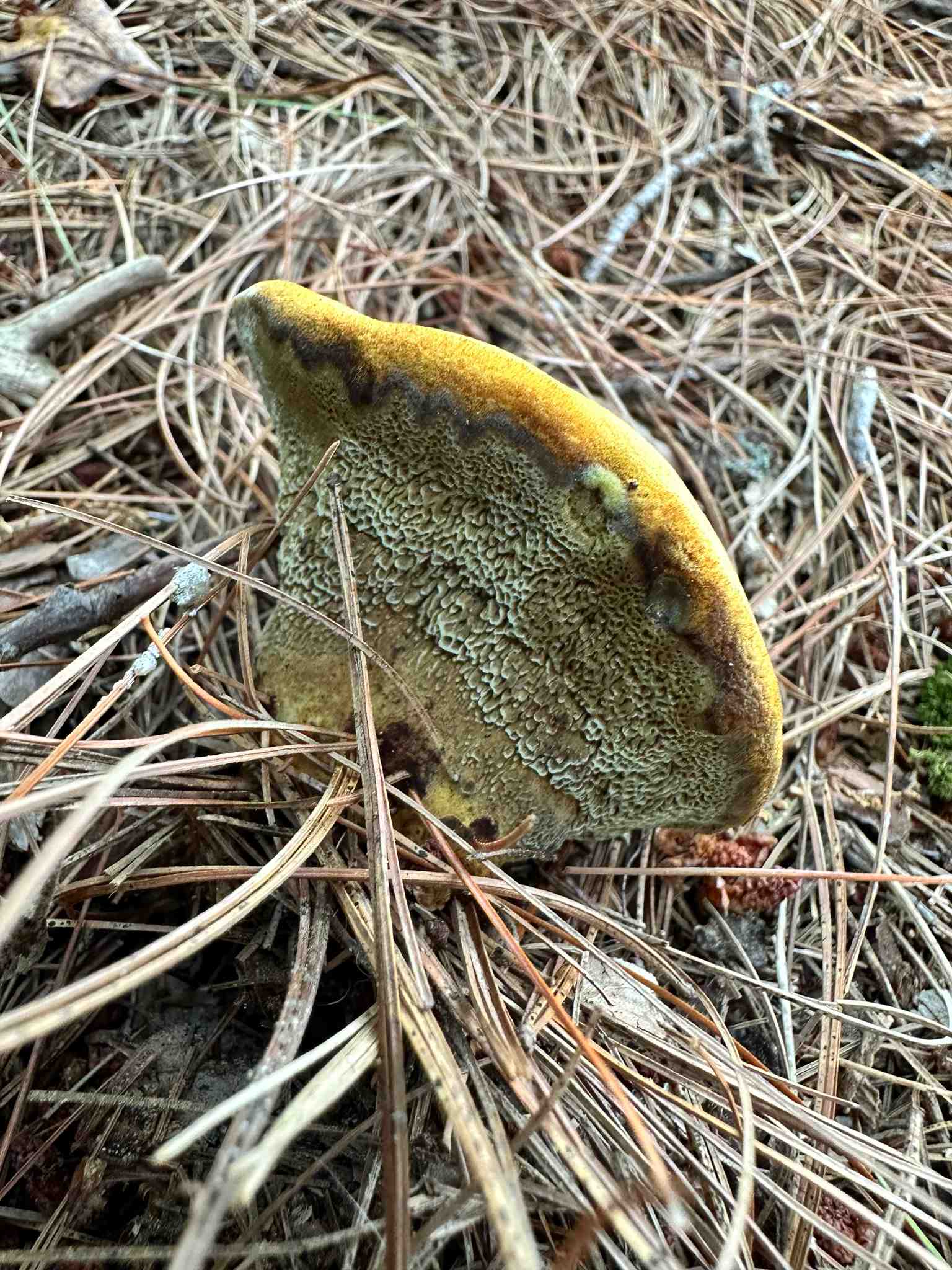 Phaeolus schweinitzii