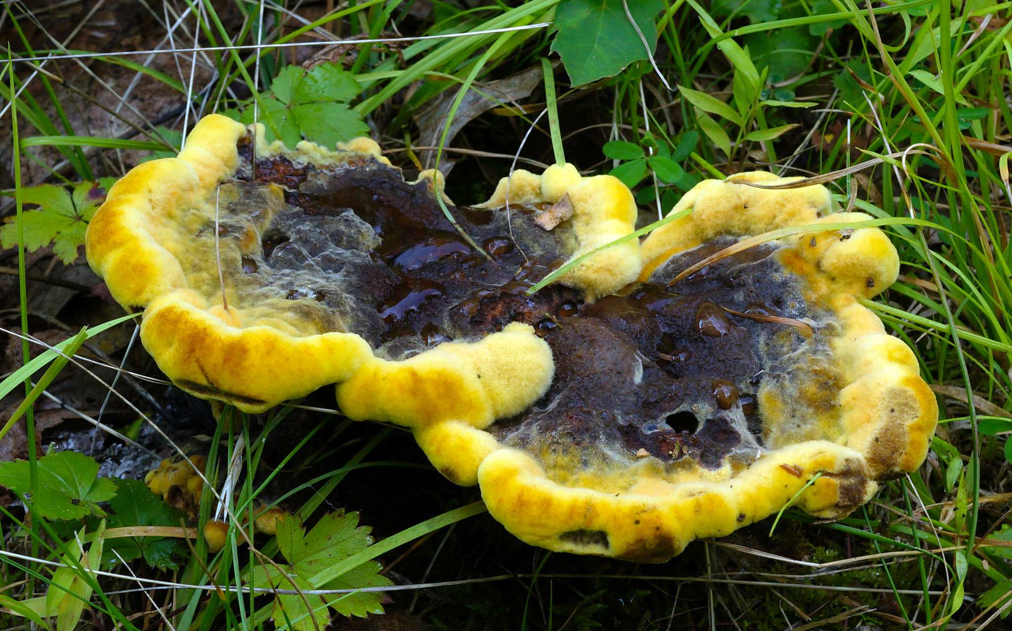 Phaeolus schweinitzii