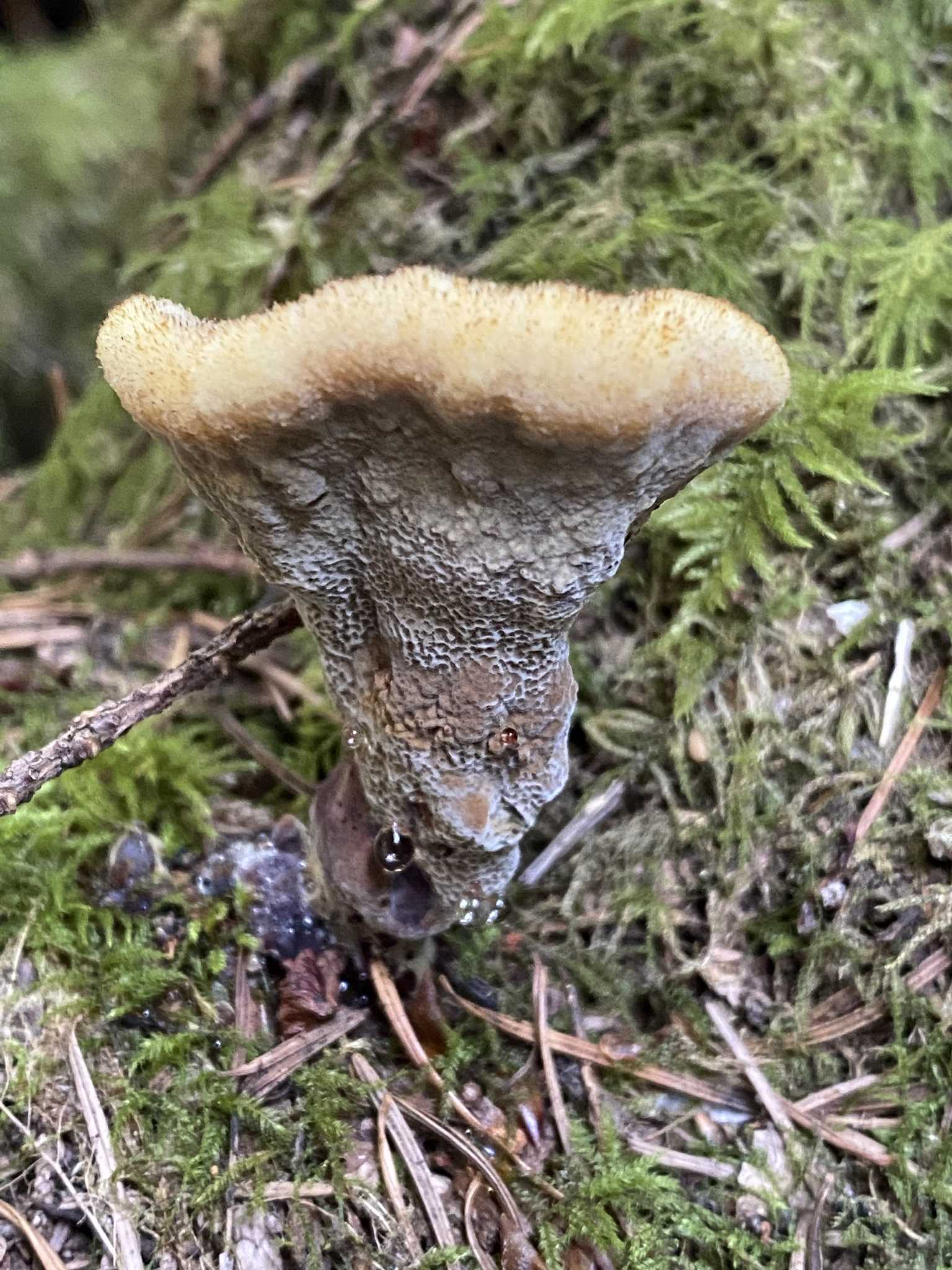 Phaeolus schweinitzii