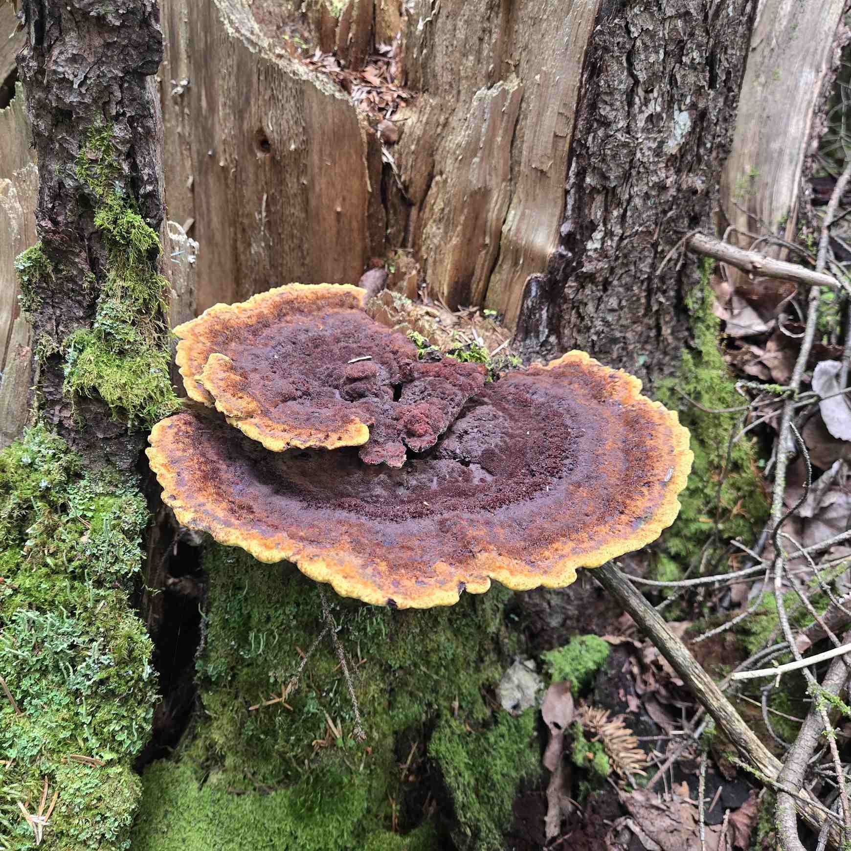 Phaeolus schweinitzii
