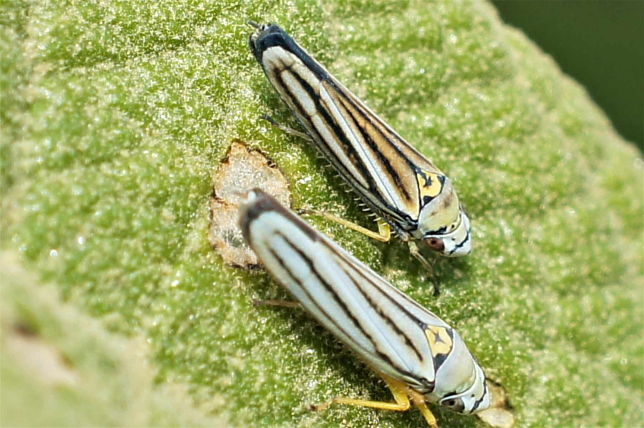 Graphocephala flavovittata