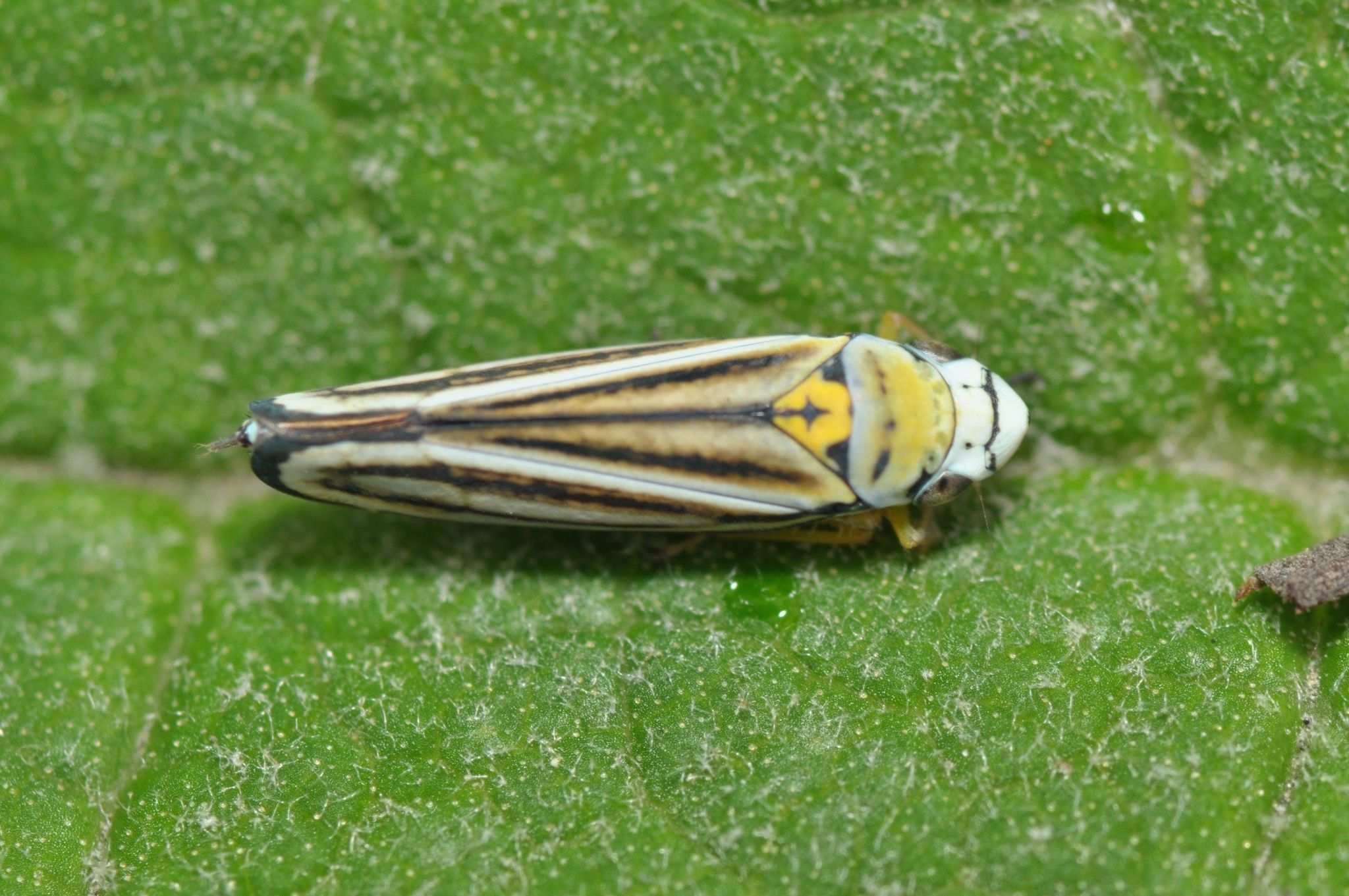 Graphocephala flavovittata