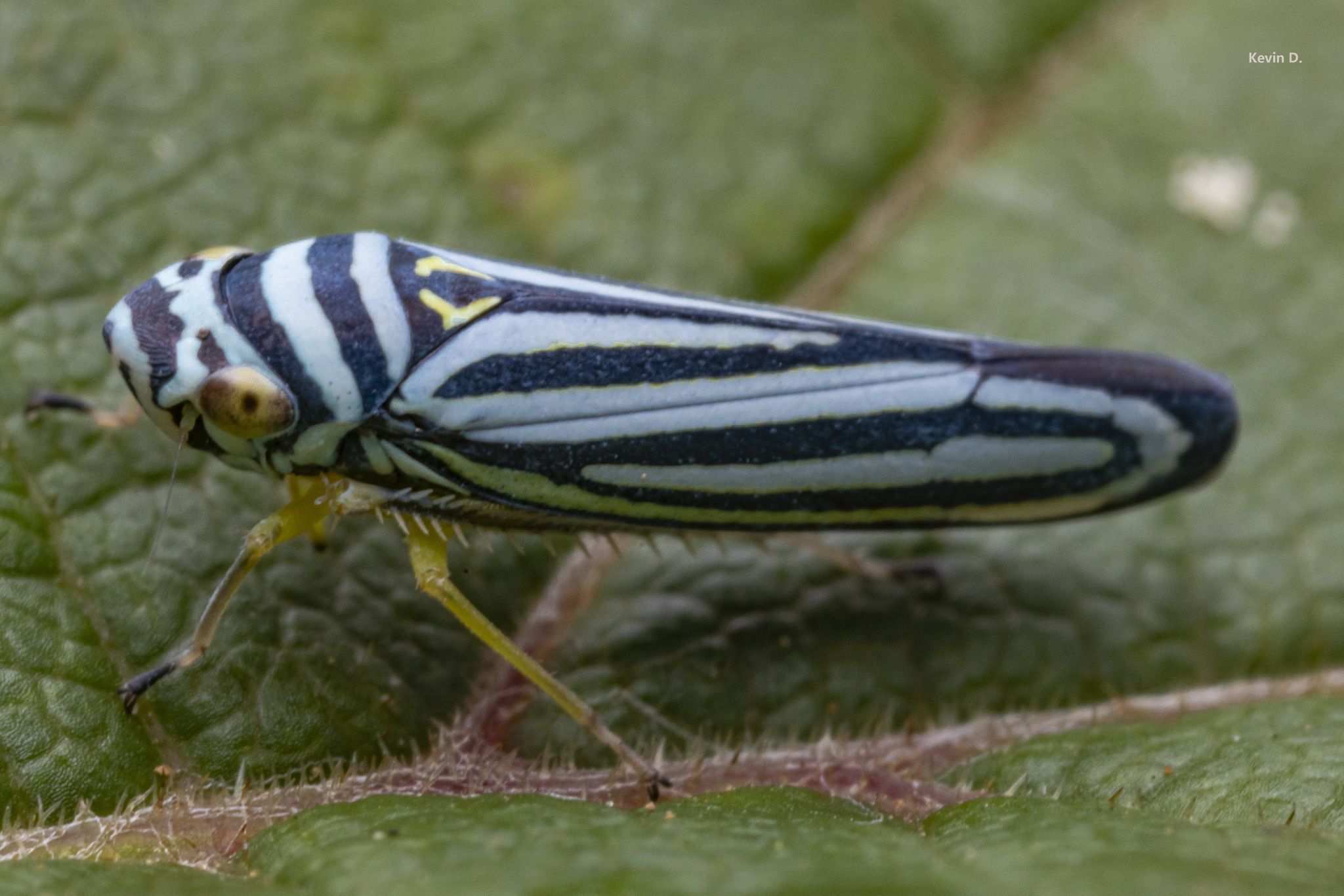 Graphocephala flavovittata