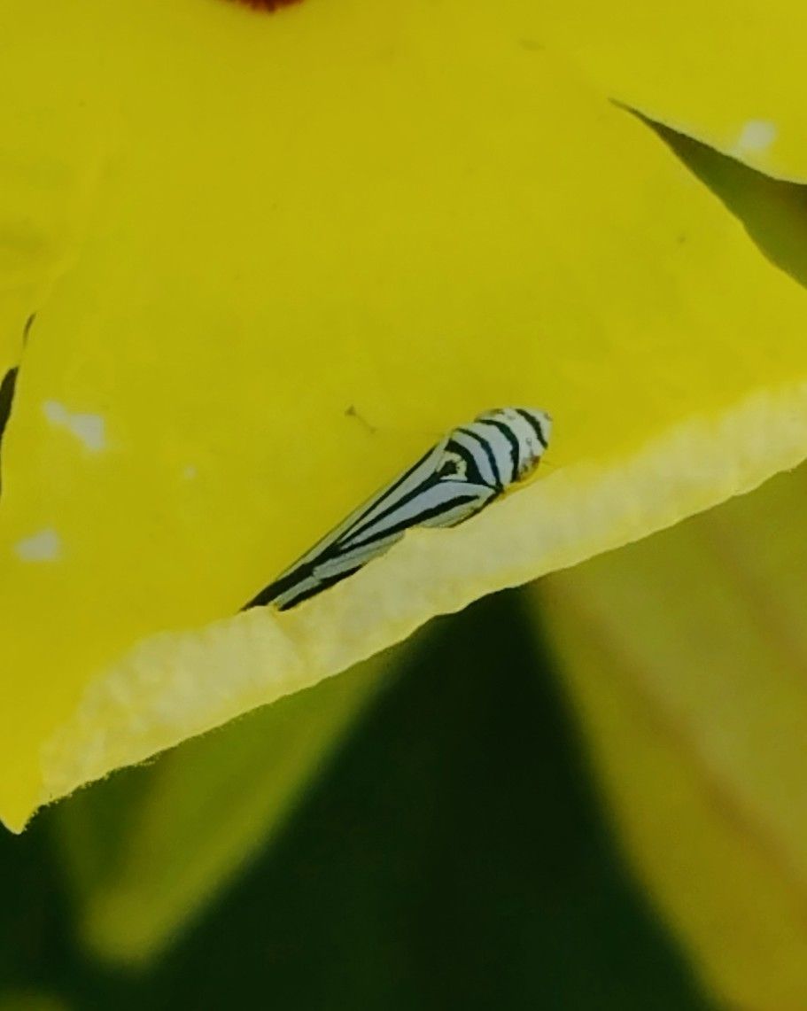 Graphocephala flavovittata