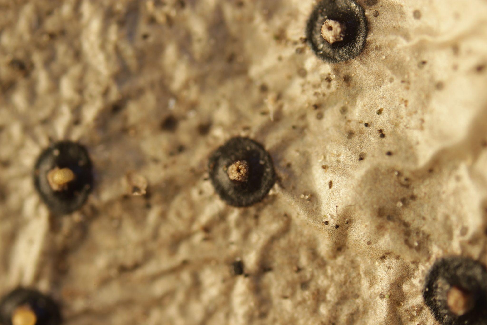 Phacidium lauri