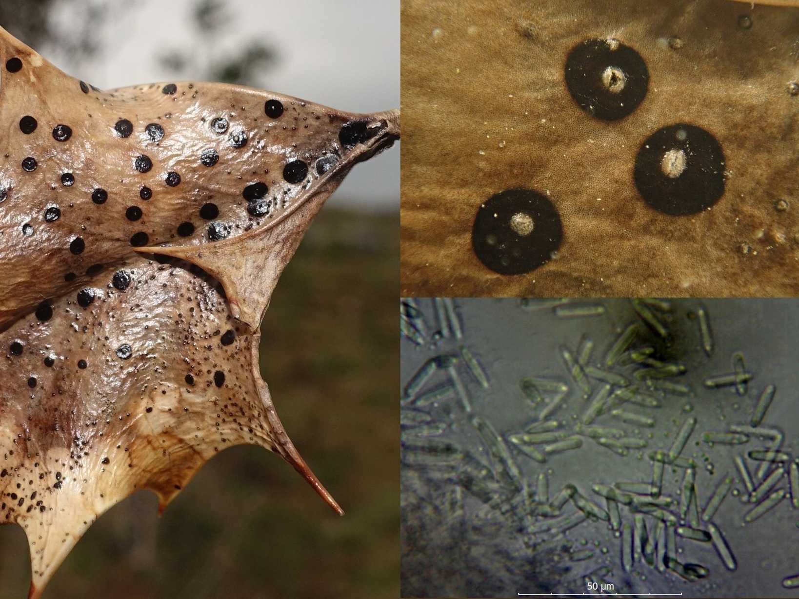 Phacidium lauri