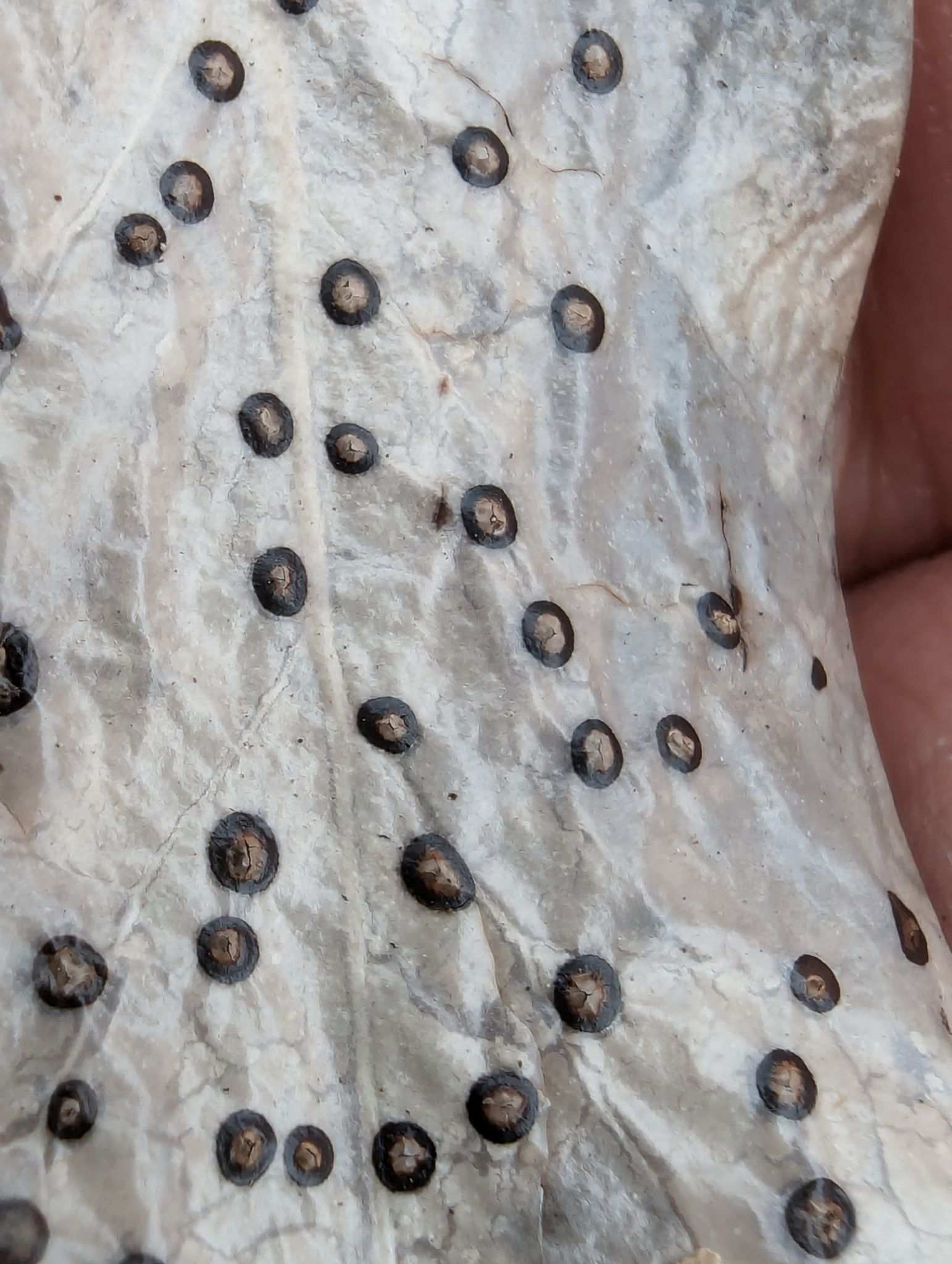Phacidium lauri