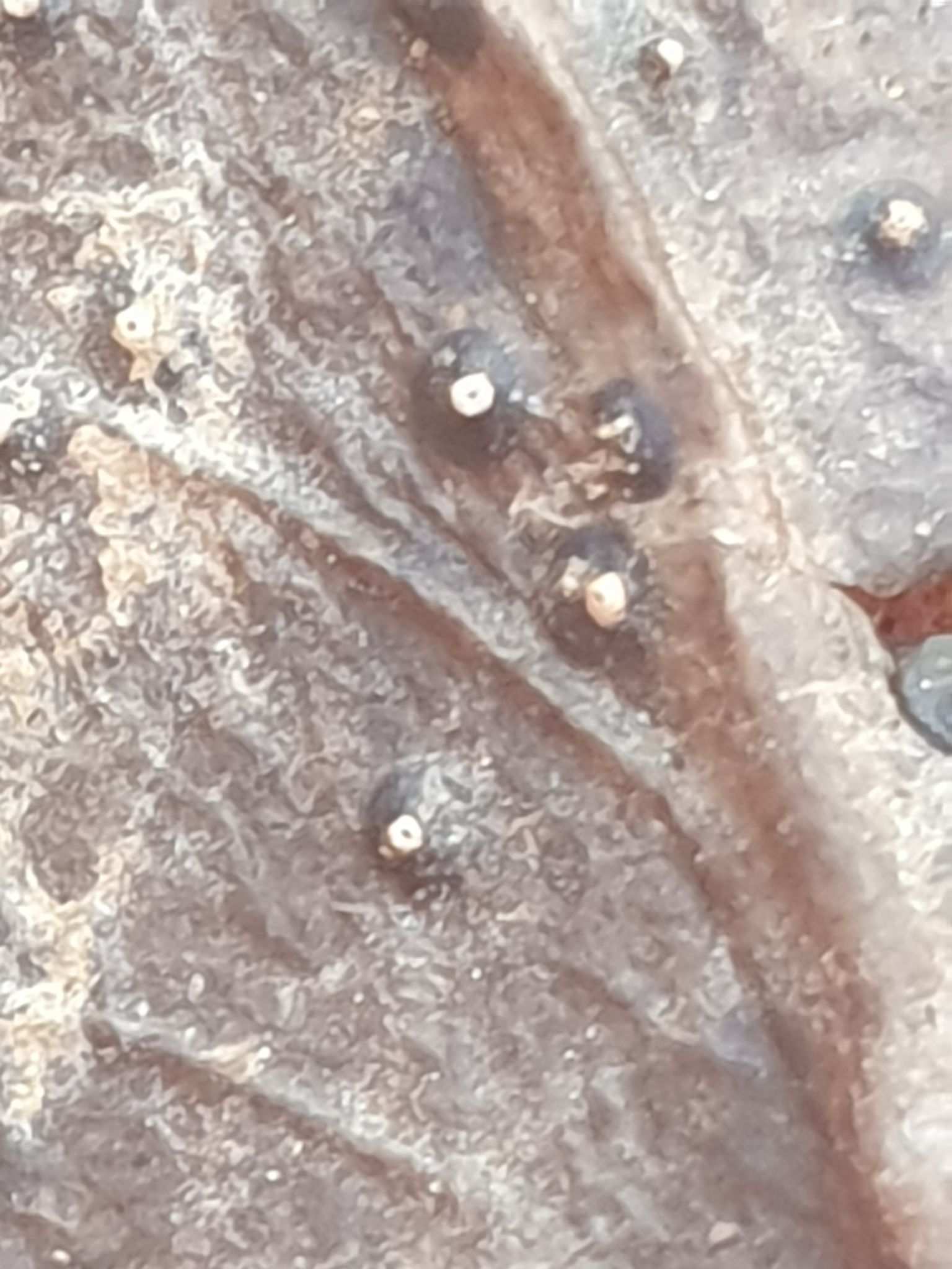 Phacidium lauri
