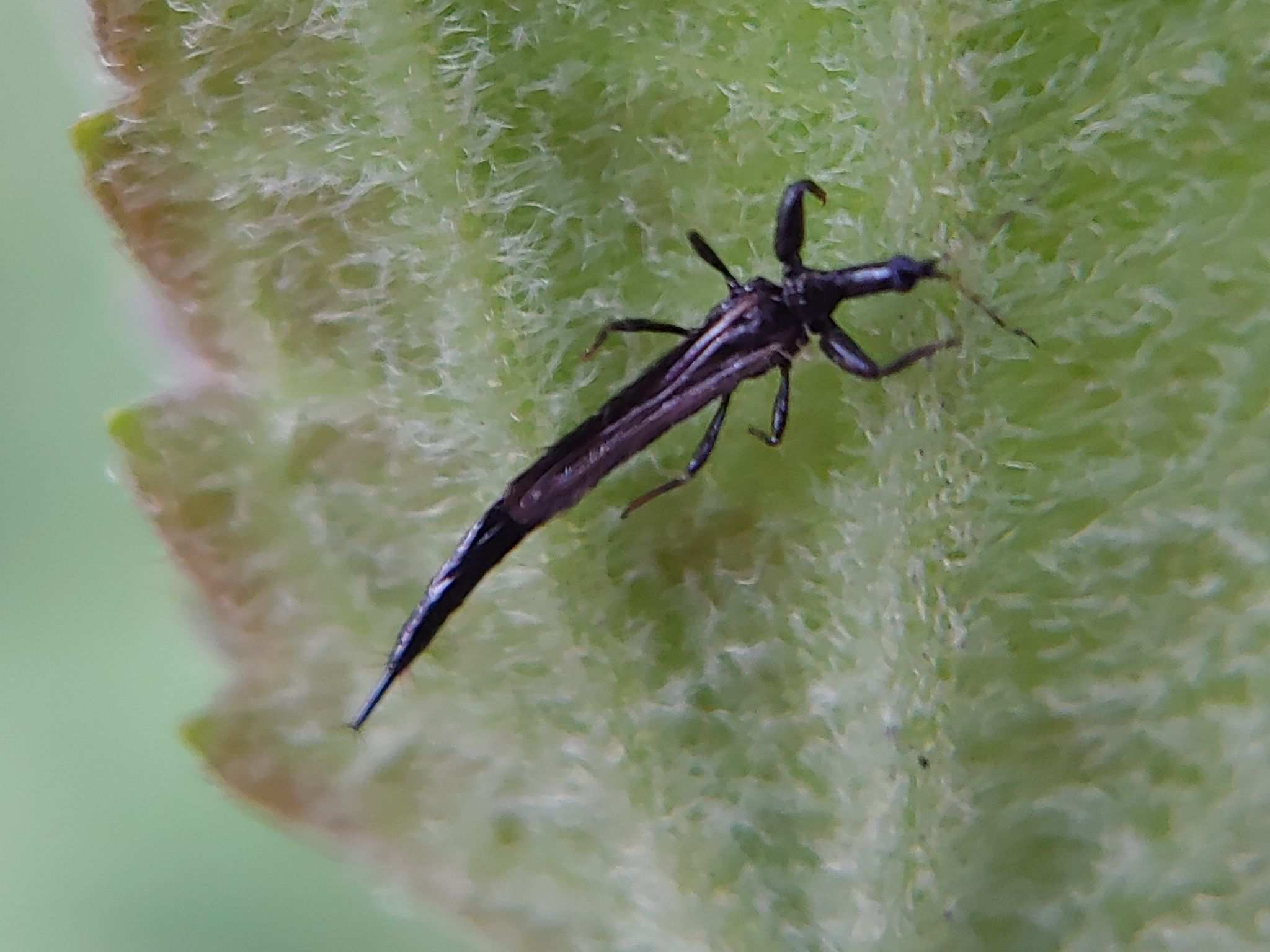 Haplothrips gowdeyi