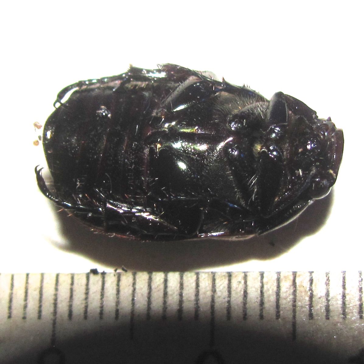 Anomala cupricollis